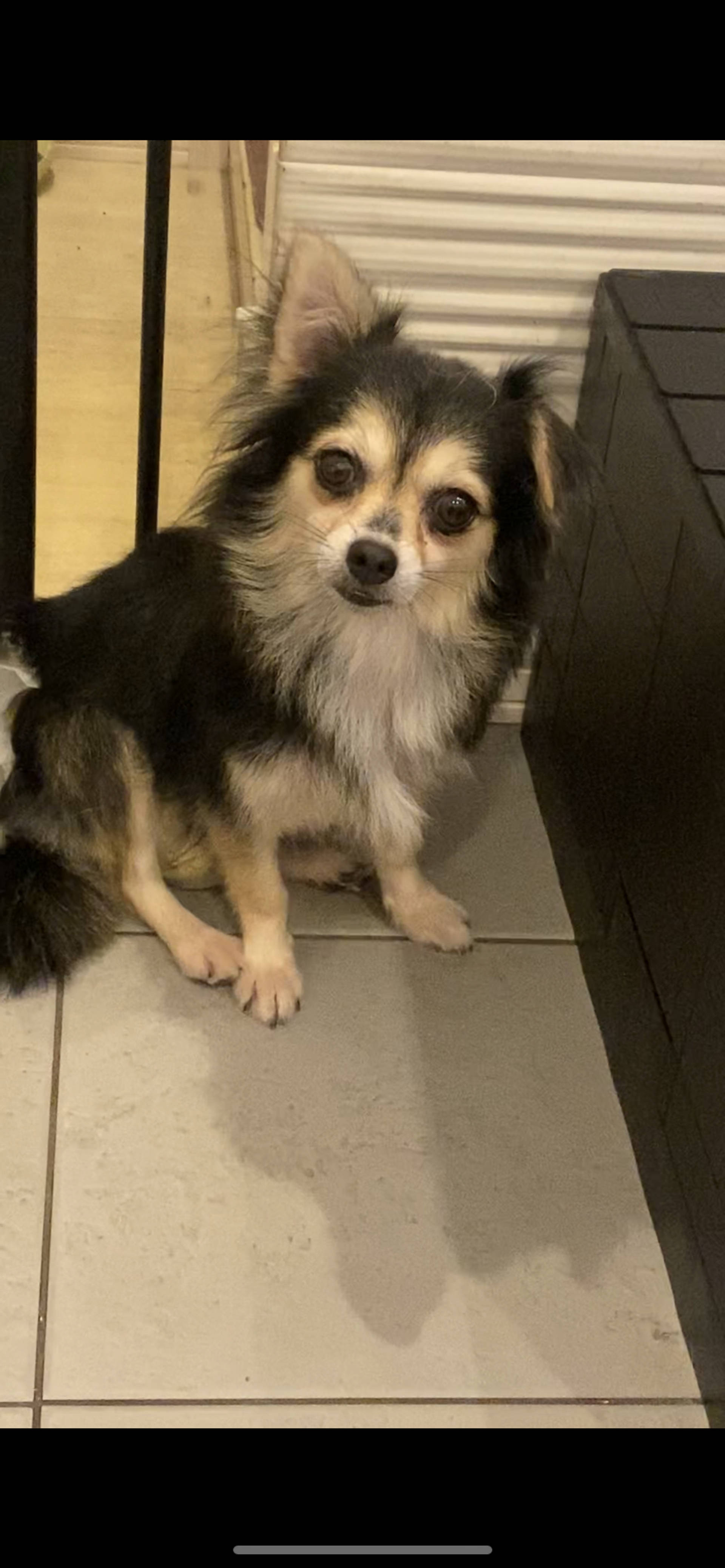 雑種（ミックス犬）・メスの里親募集の写真
