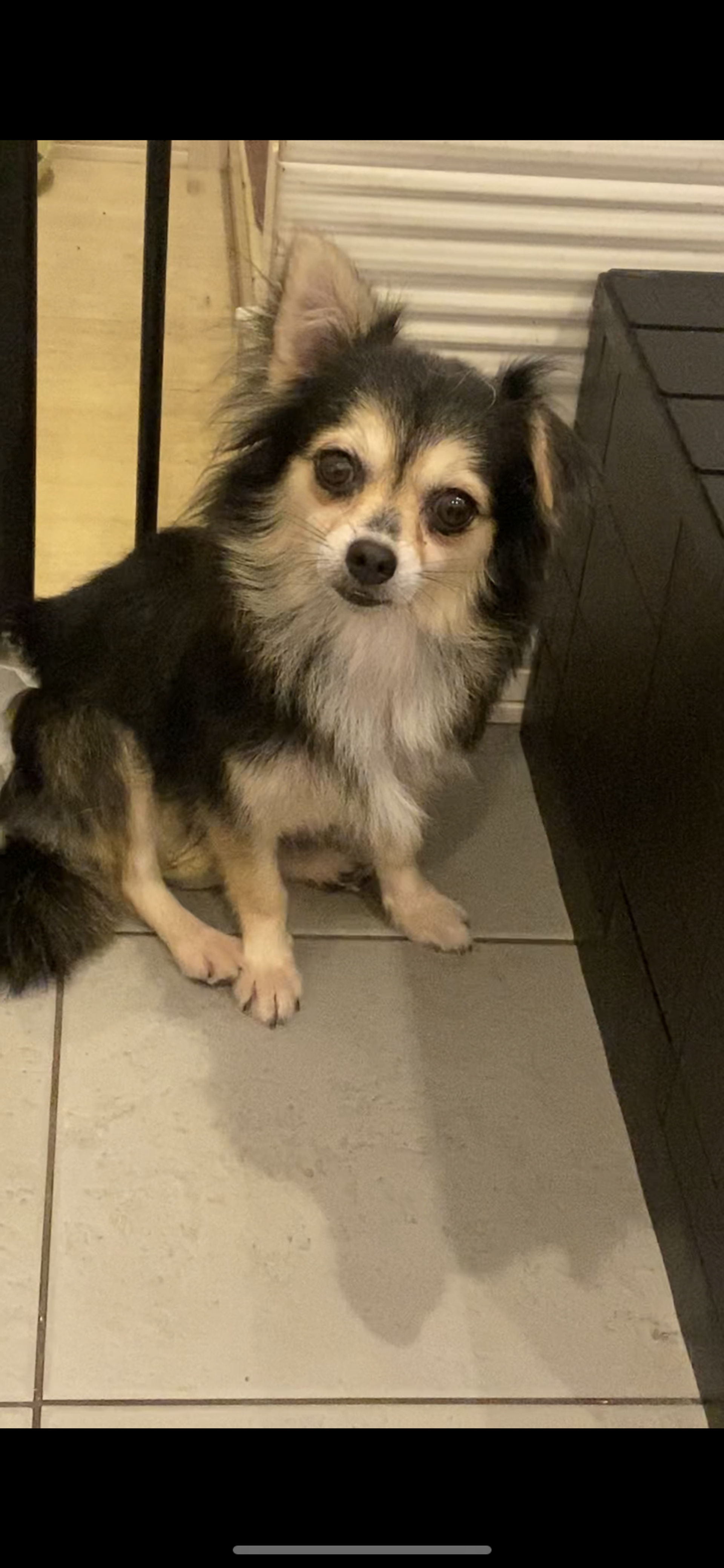 雑種（ミックス犬）・メスの里親募集の写真