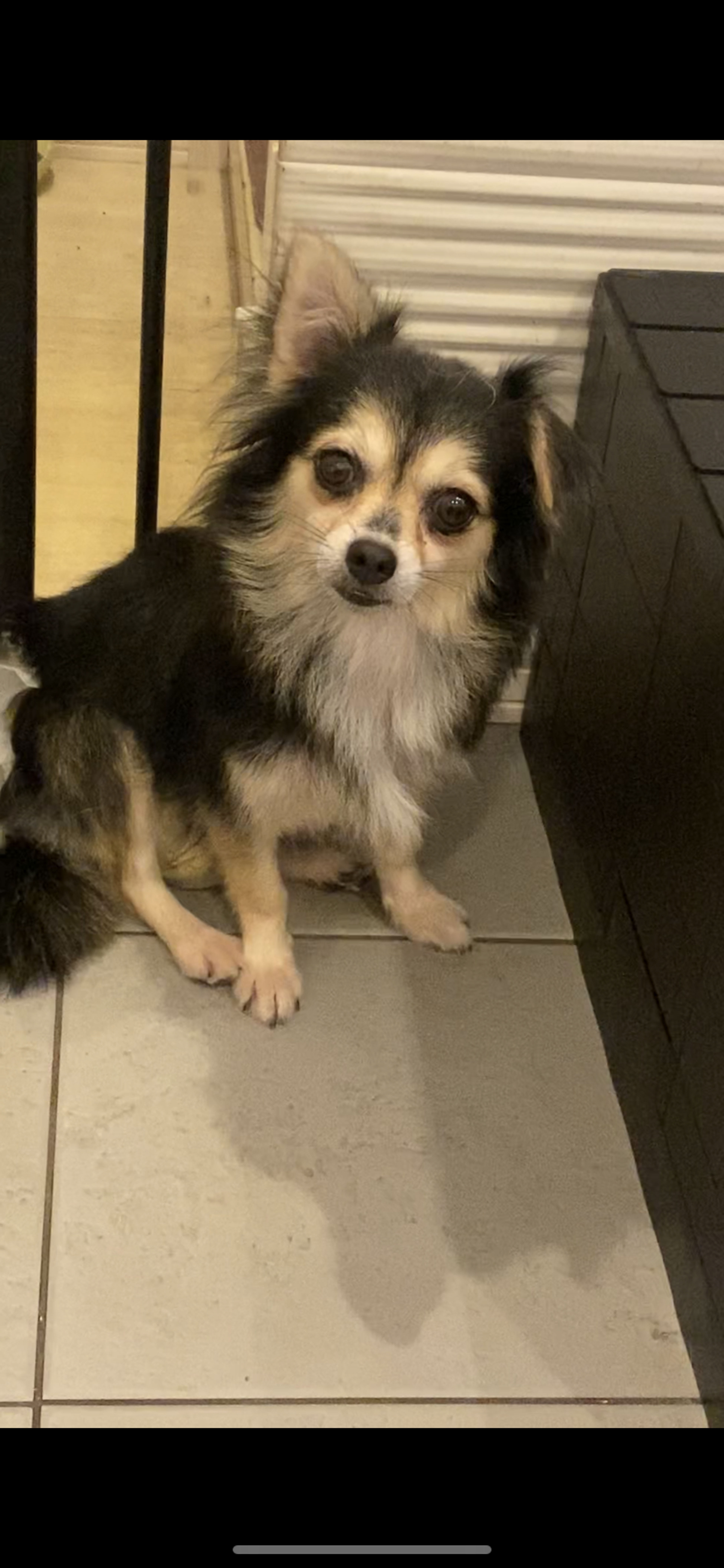 雑種（ミックス犬）・メスの里親募集の写真
