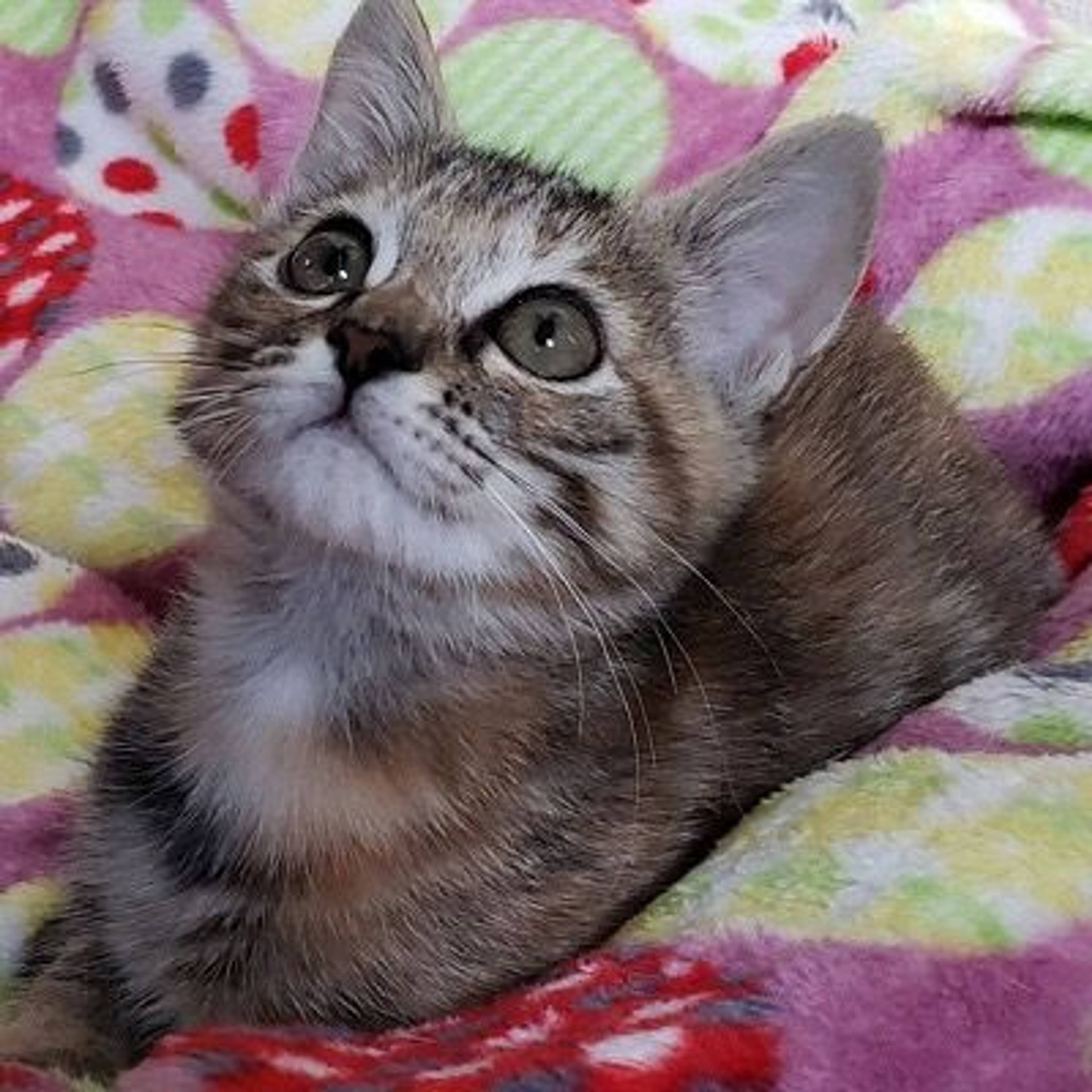 雑種（ミックス猫）・メスの里親募集の写真