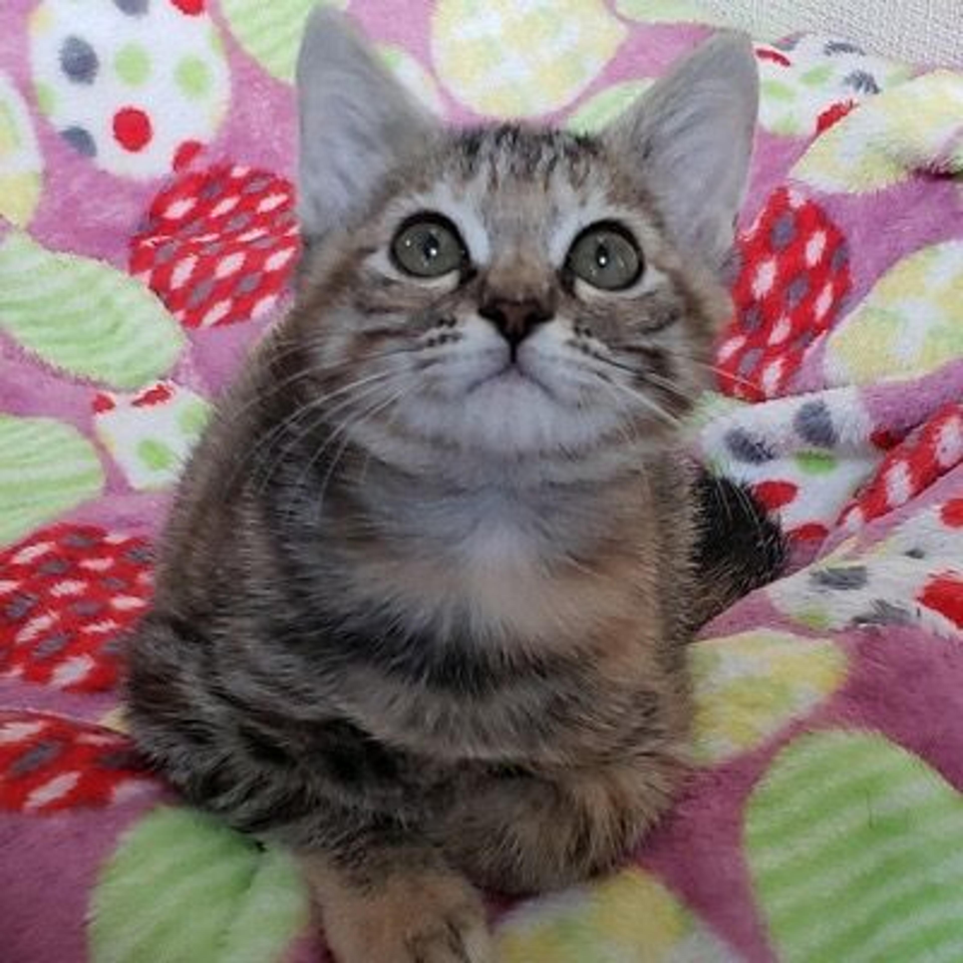 pet-image-2