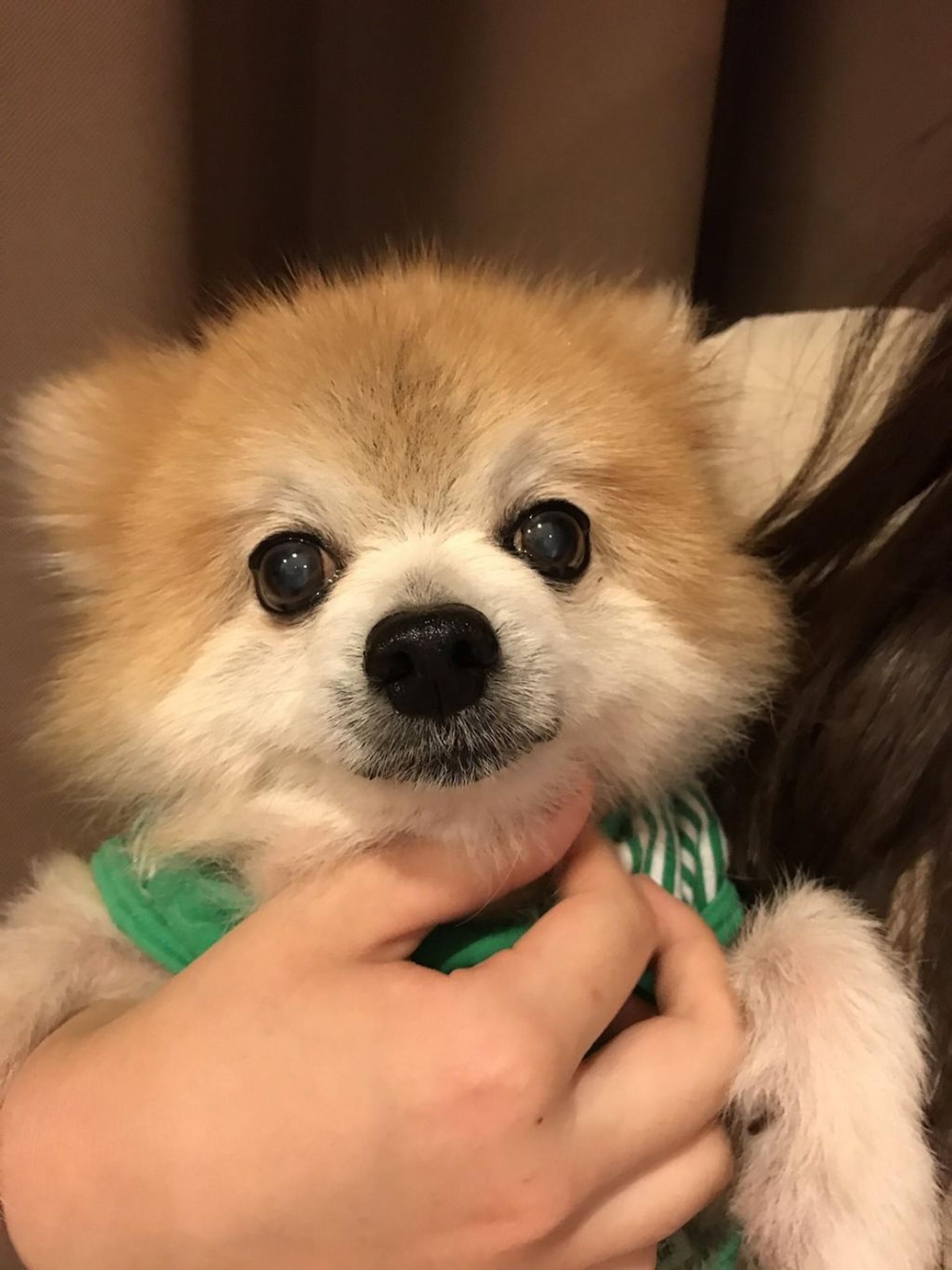 pet-image-4