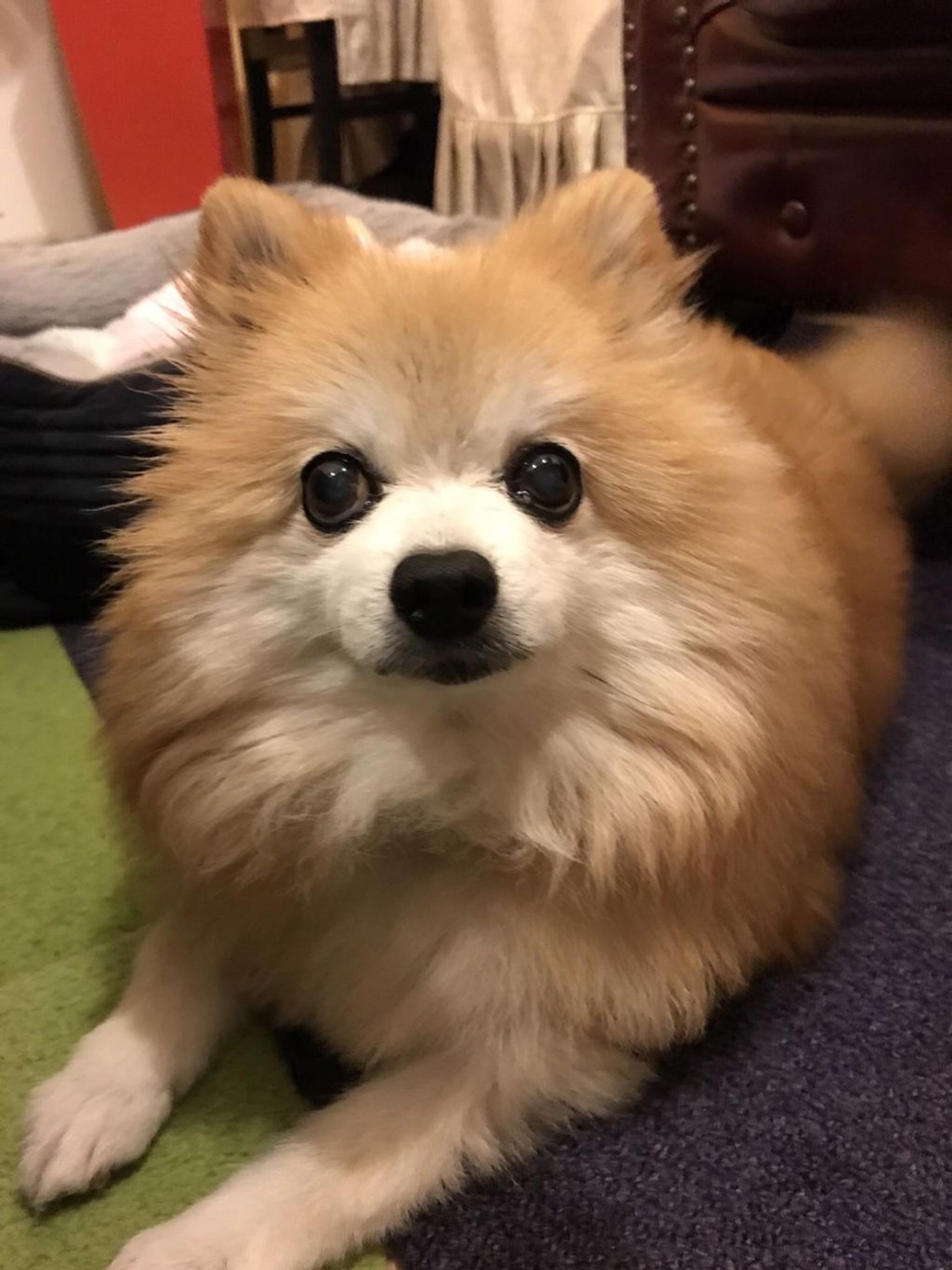 pet-image-3