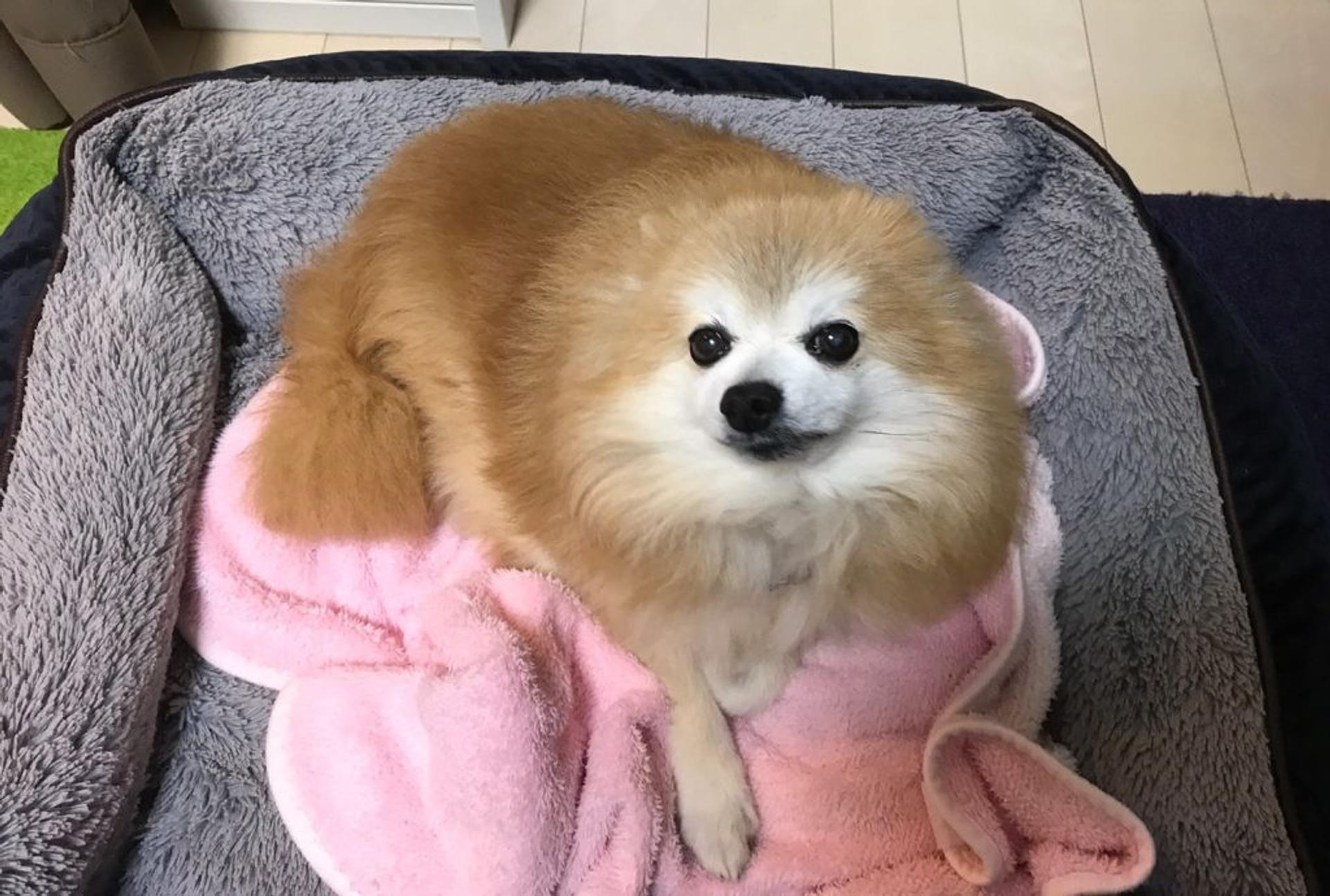 pet-image-5