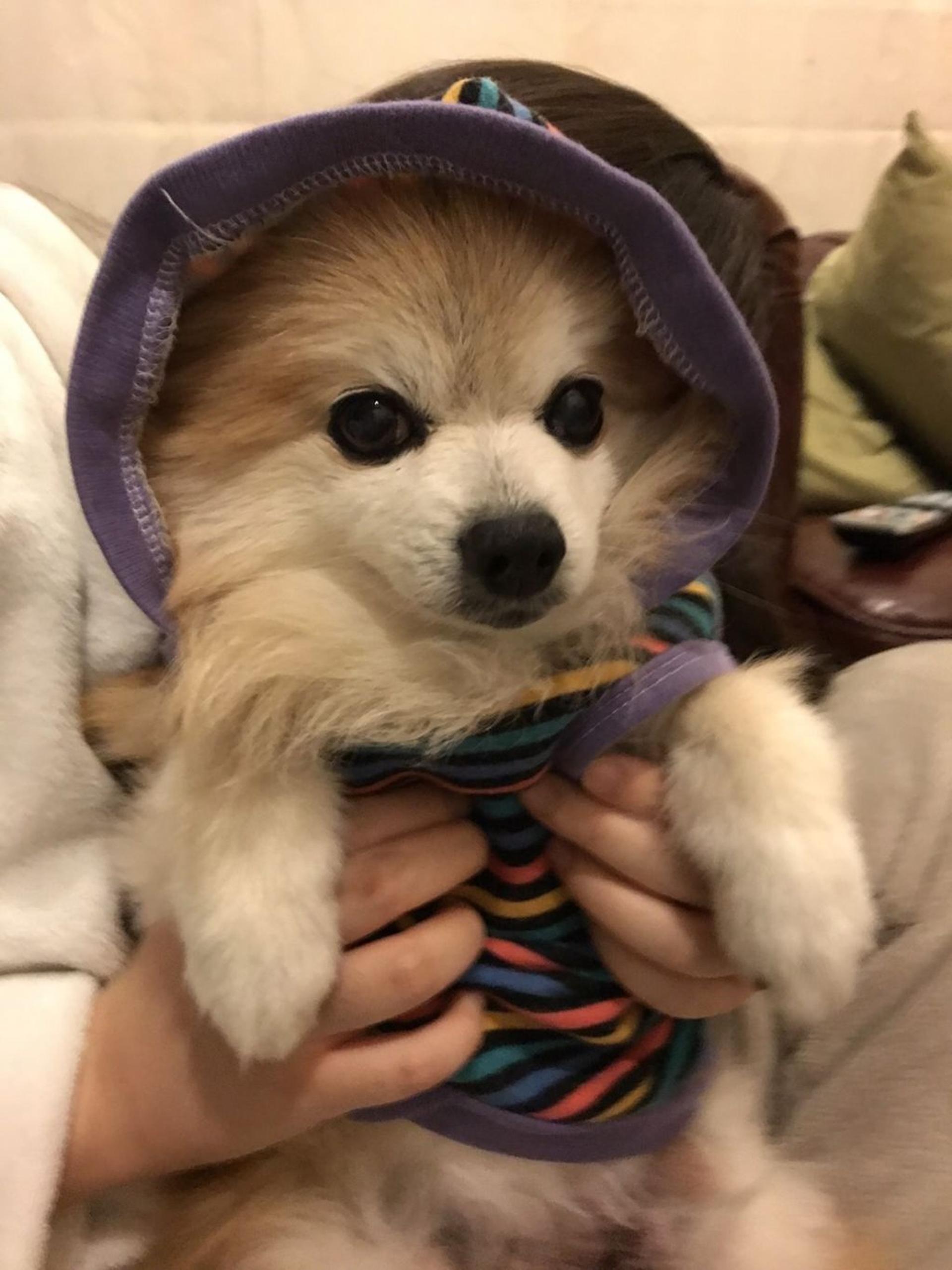 pet-image-6