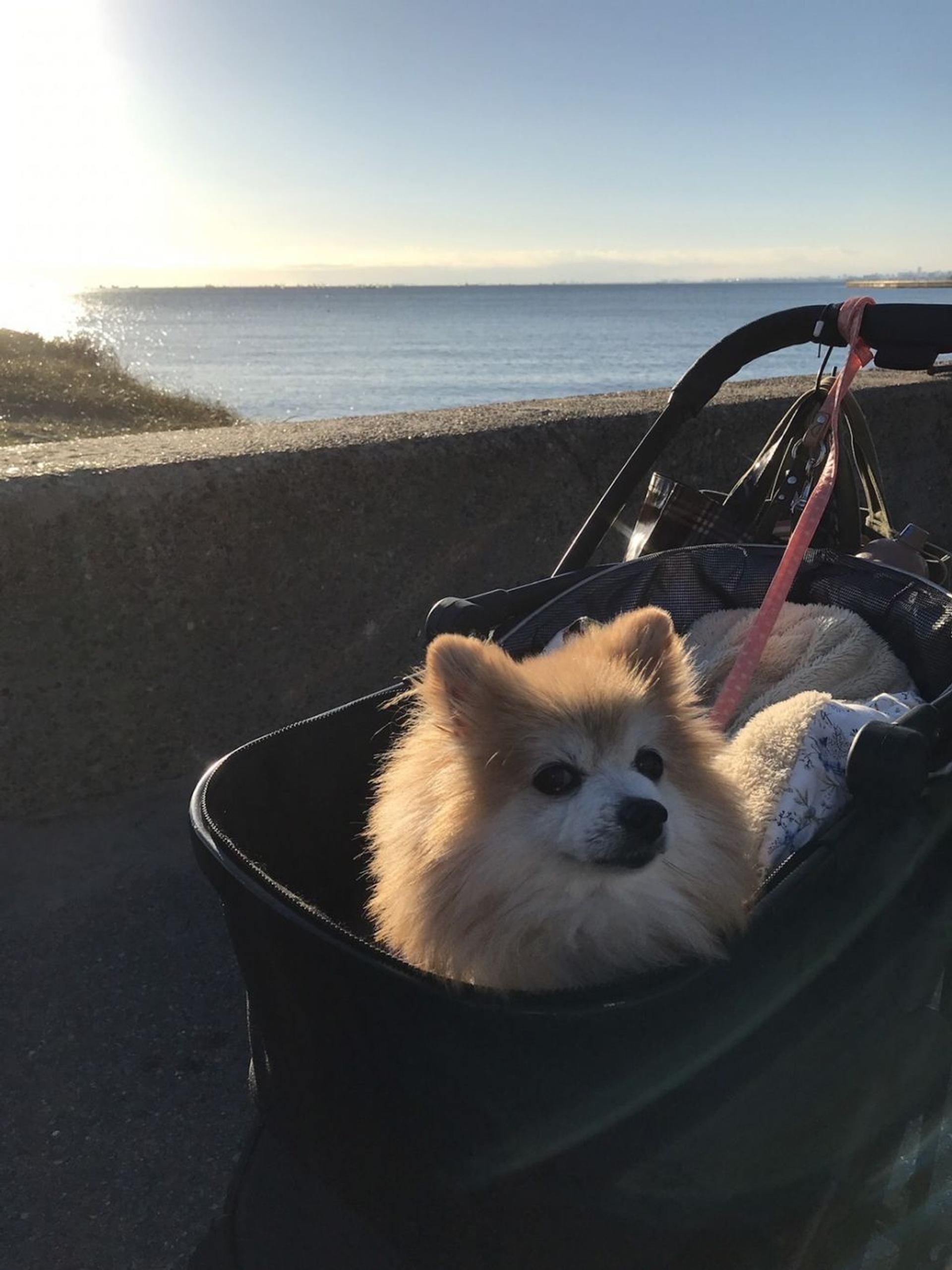 pet-image-7