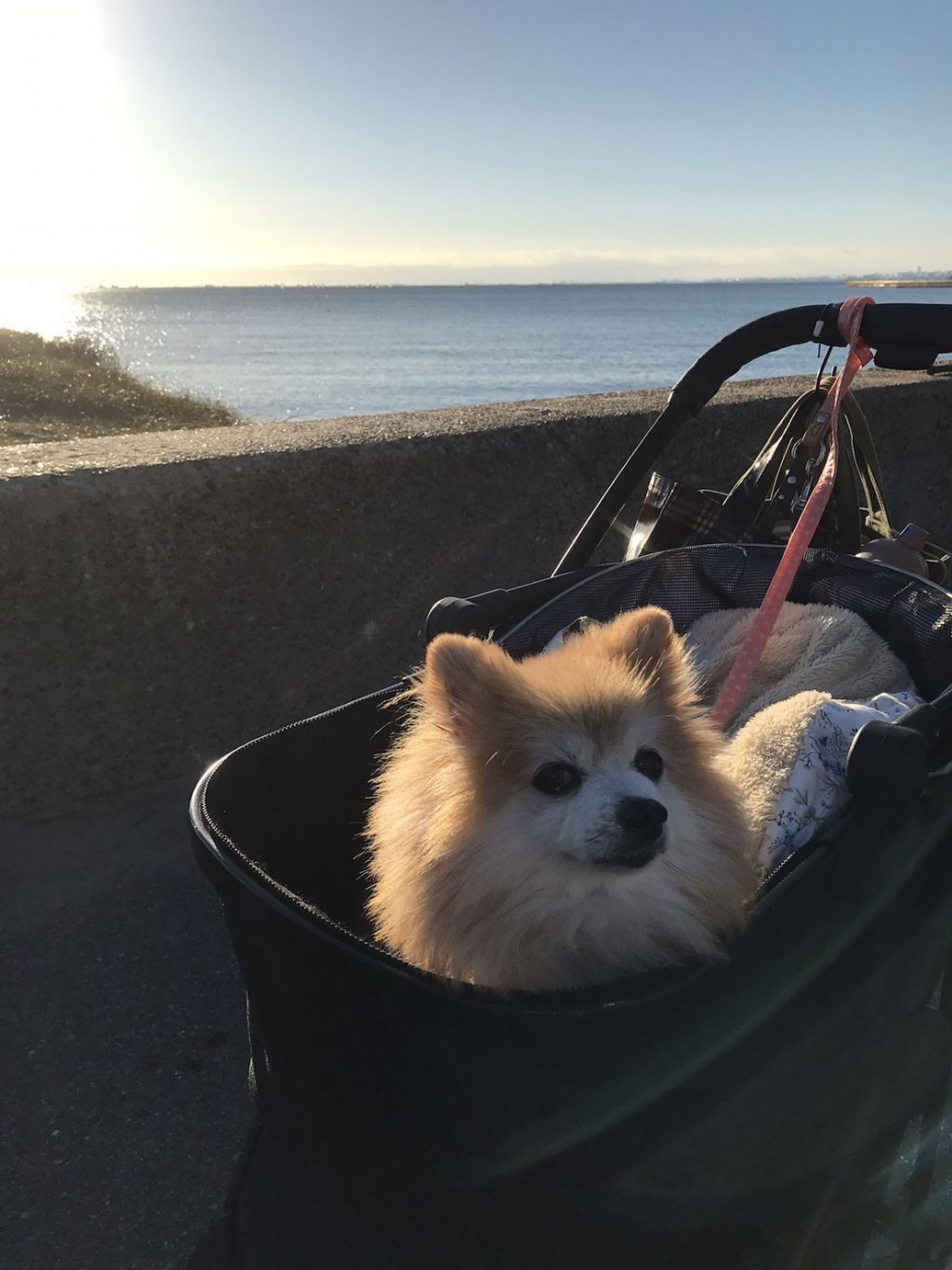 pet-image-7