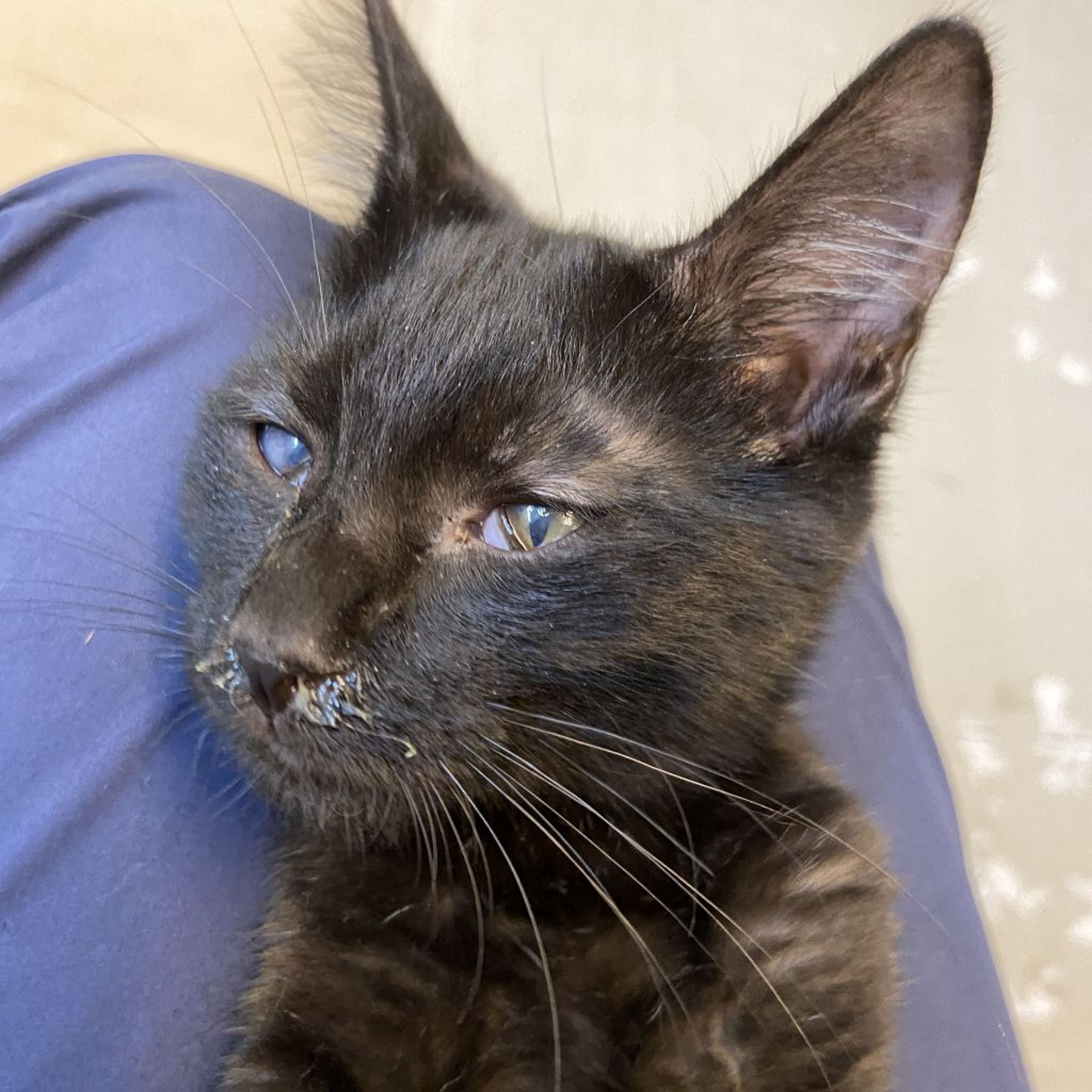pet-image-5