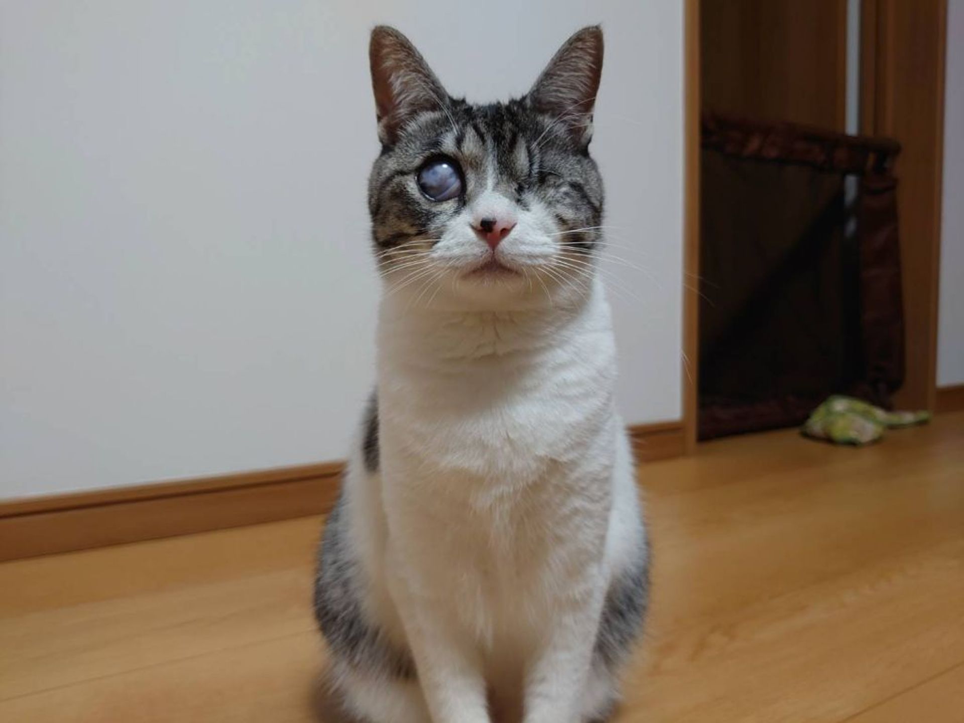 雑種（ミックス猫）・メスの里親募集の写真
