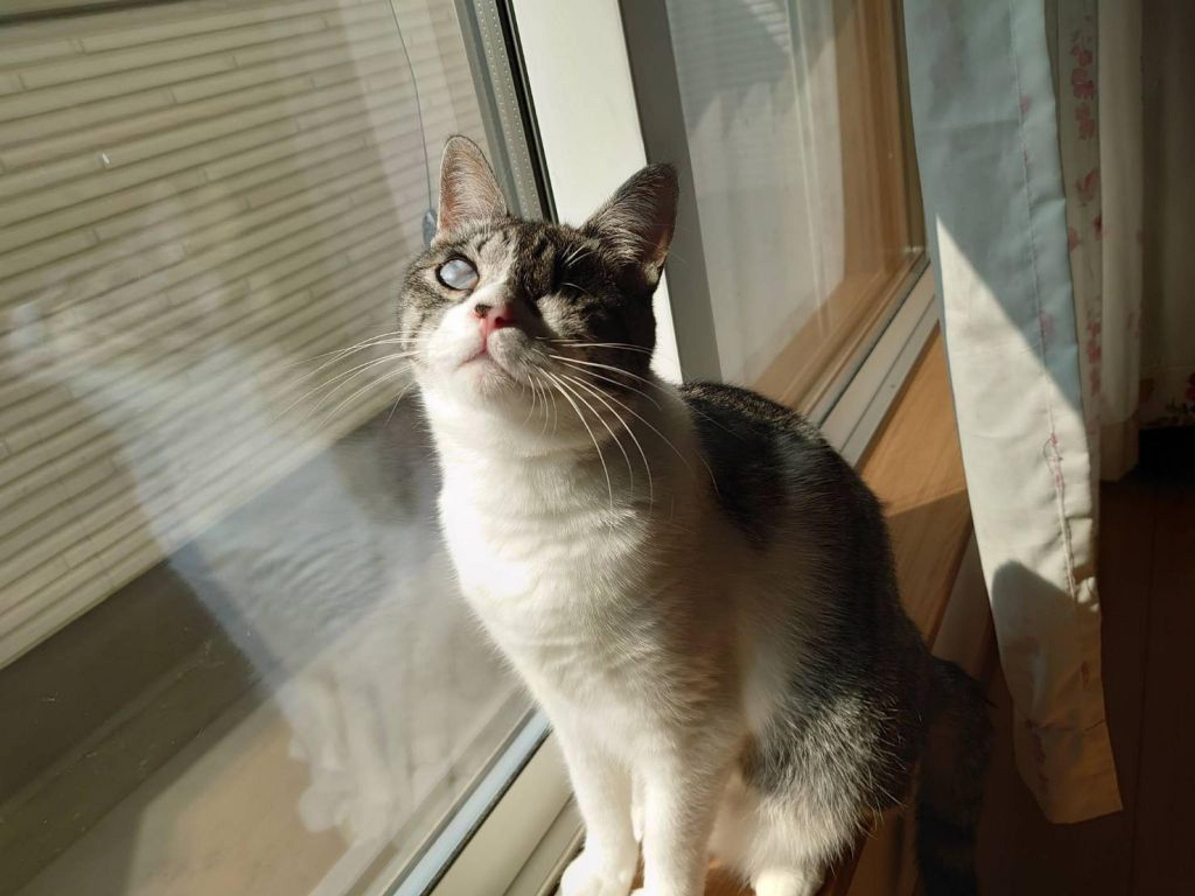 pet-image-2