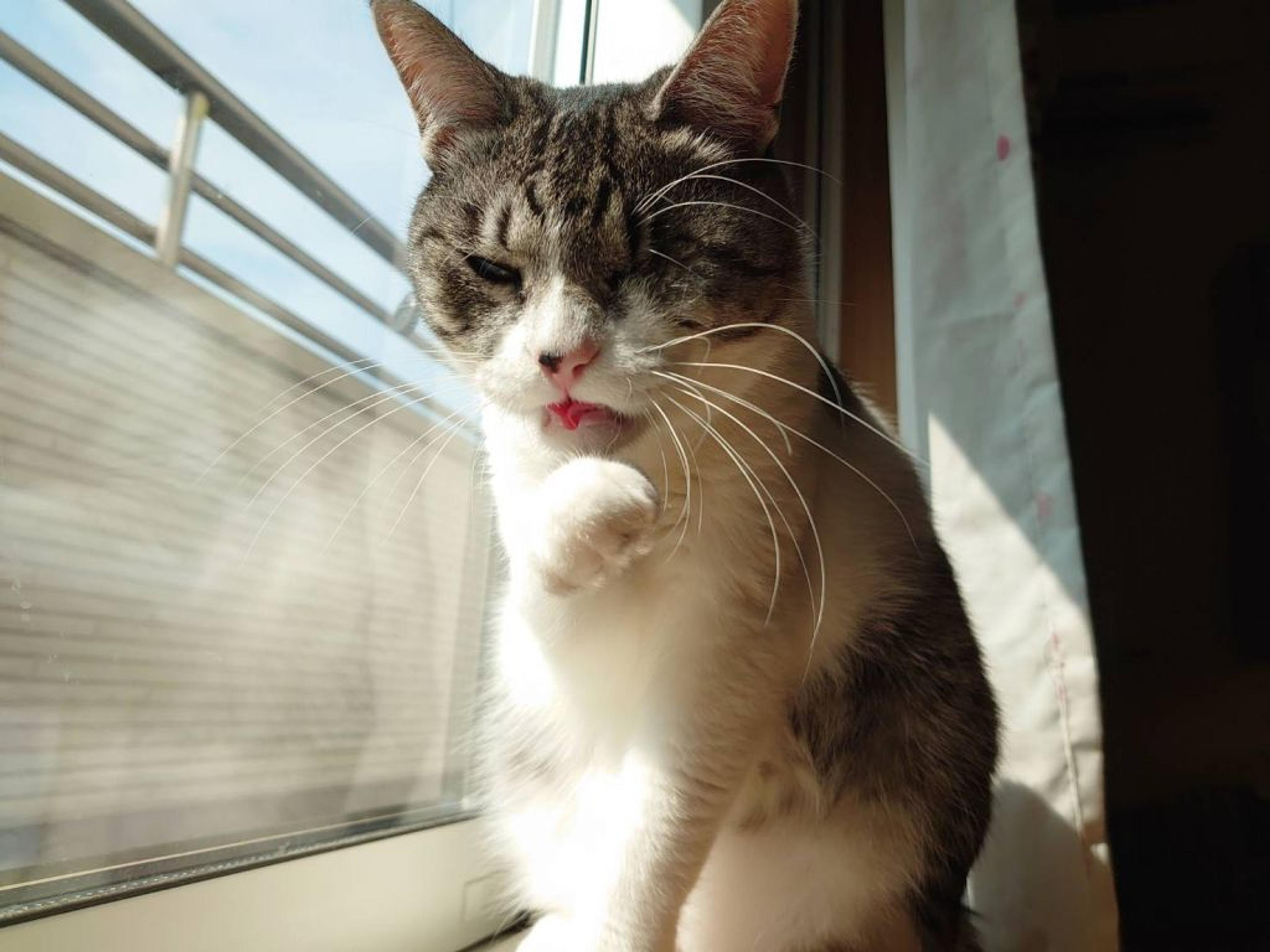pet-image-3