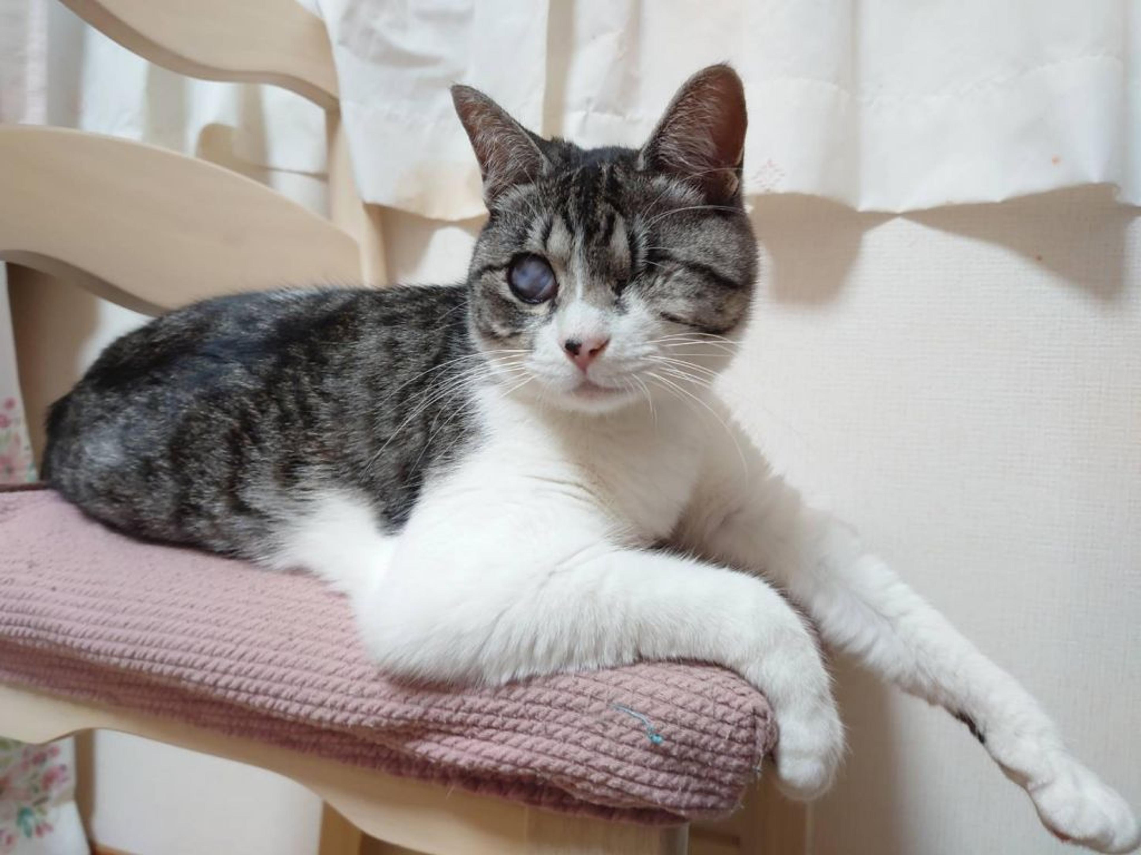 pet-image-4