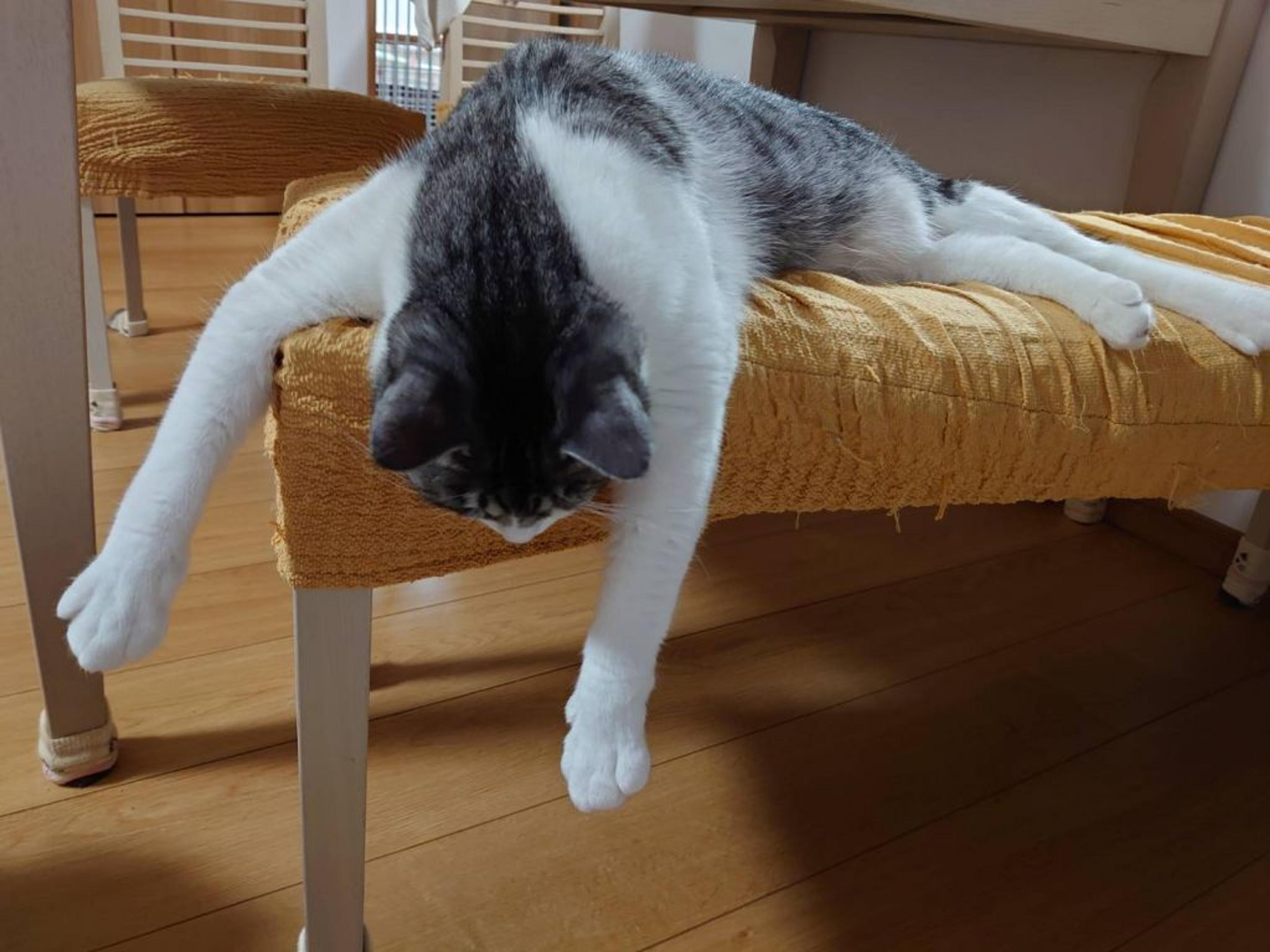 pet-image-5