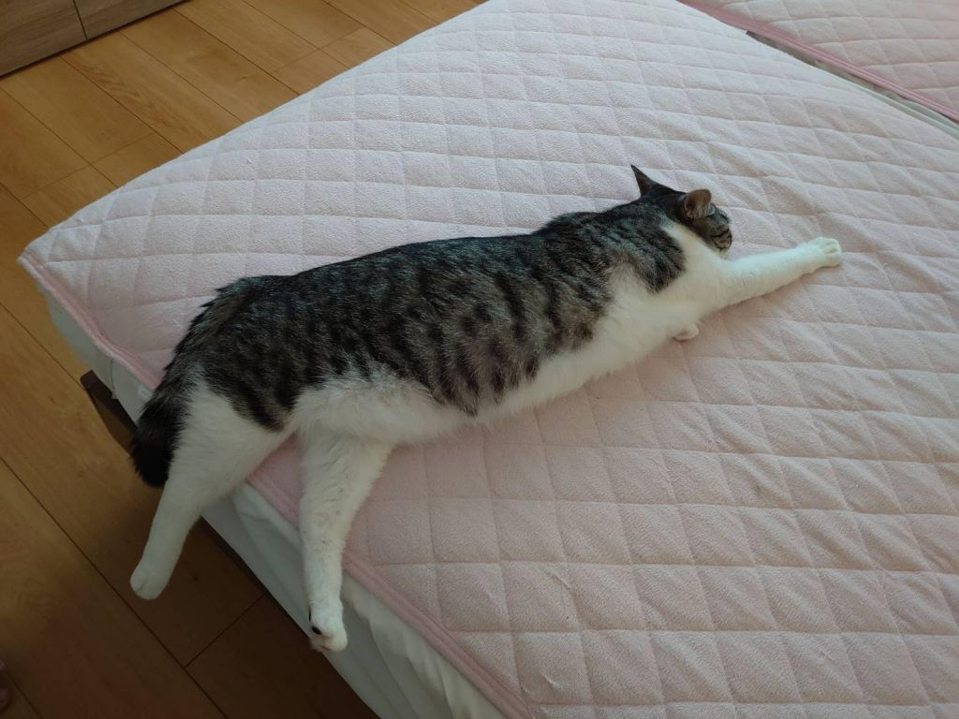 pet-image-6