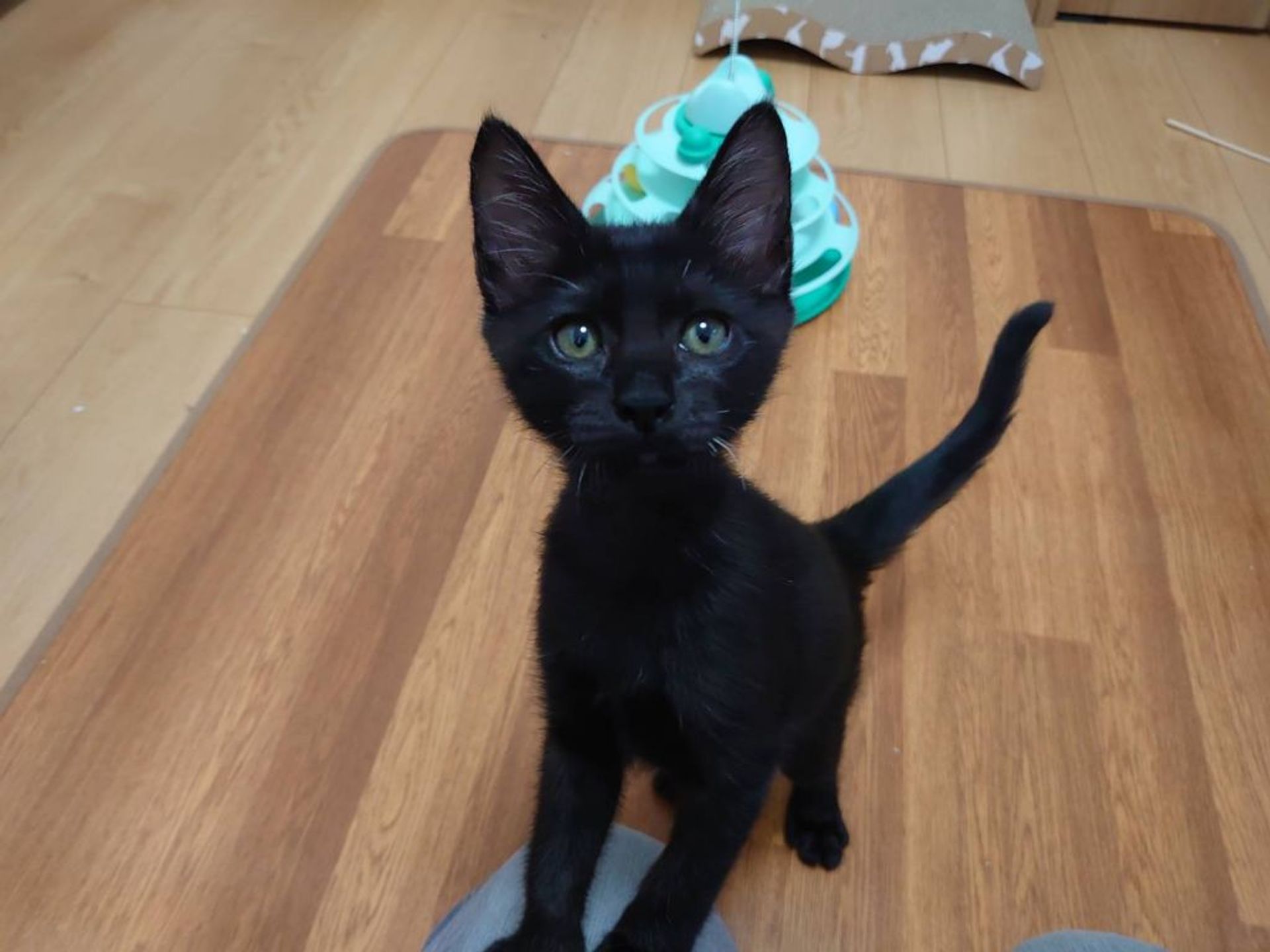 雑種（ミックス猫）・オスの里親募集の写真