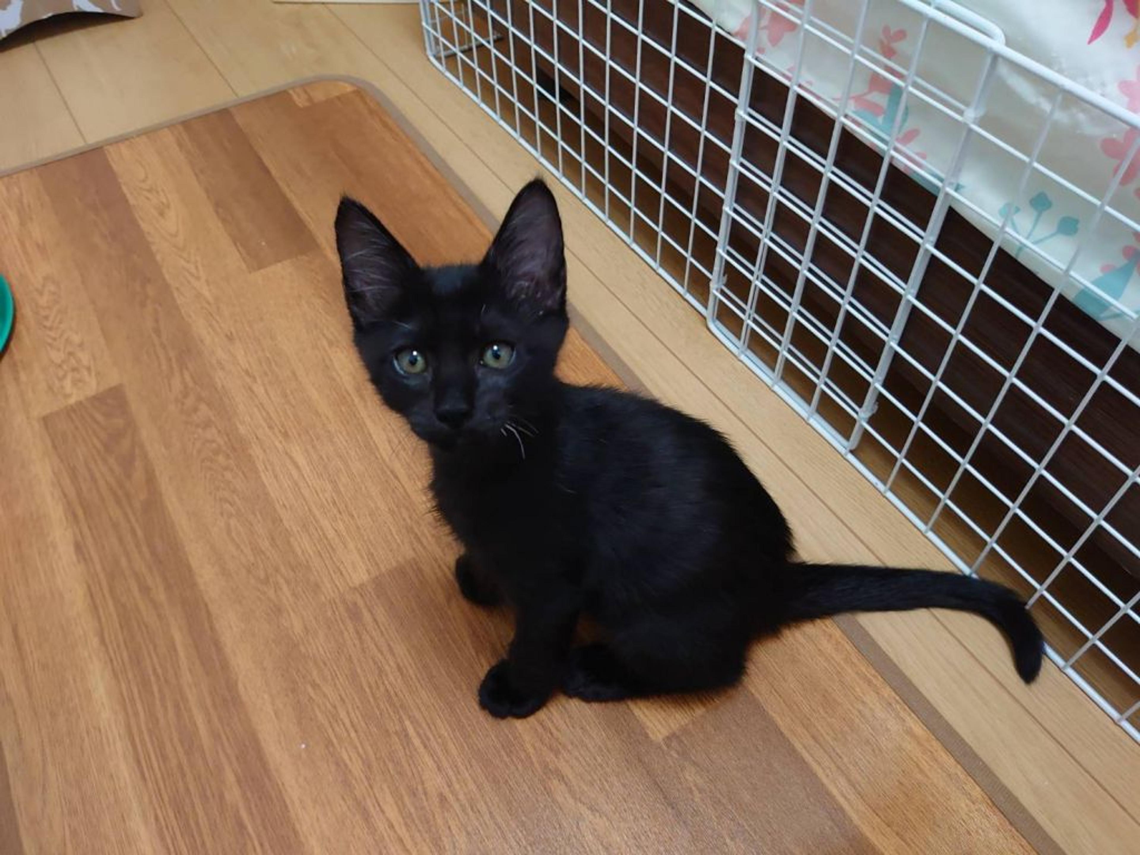 pet-image-2