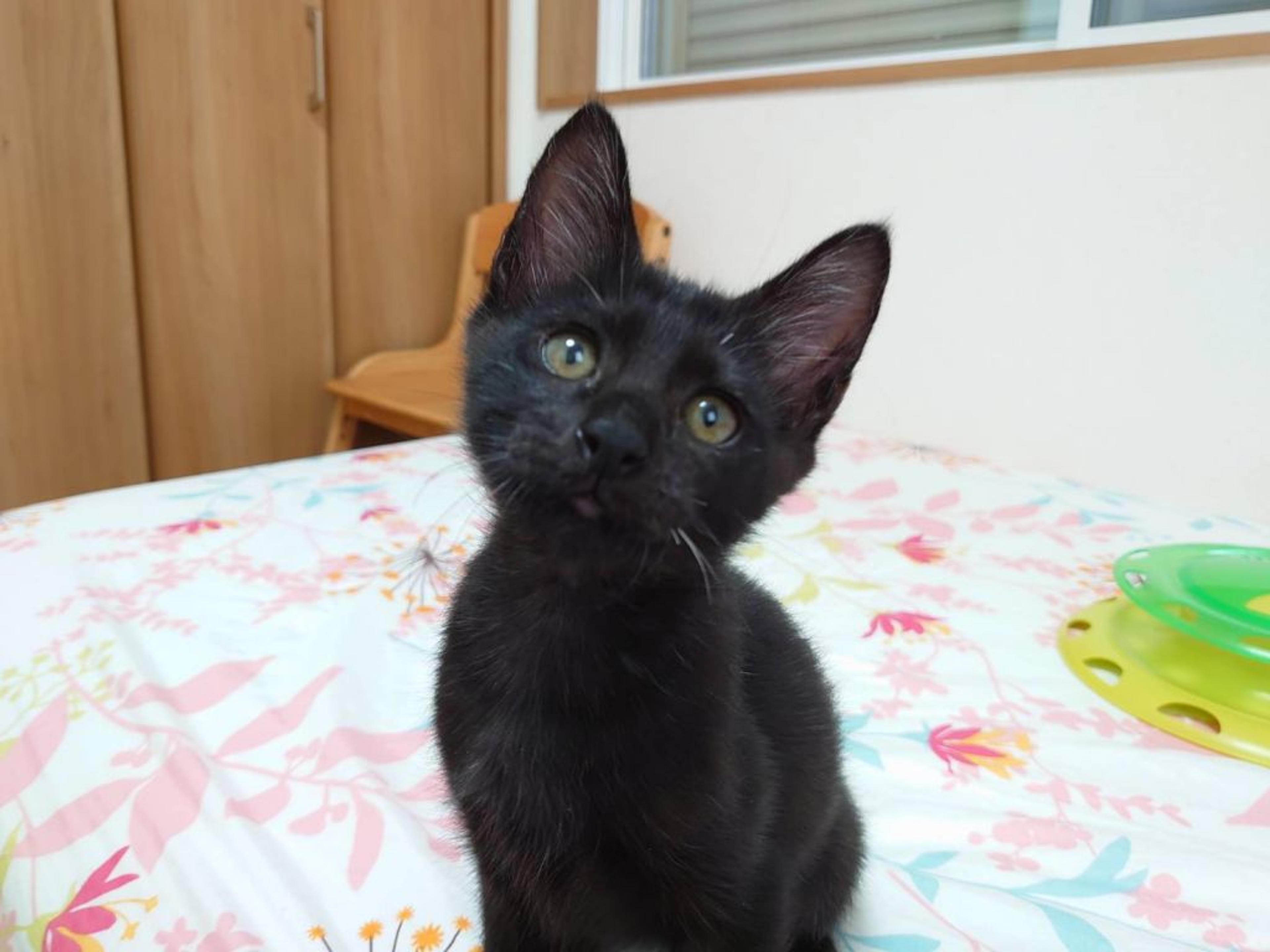 pet-image-3