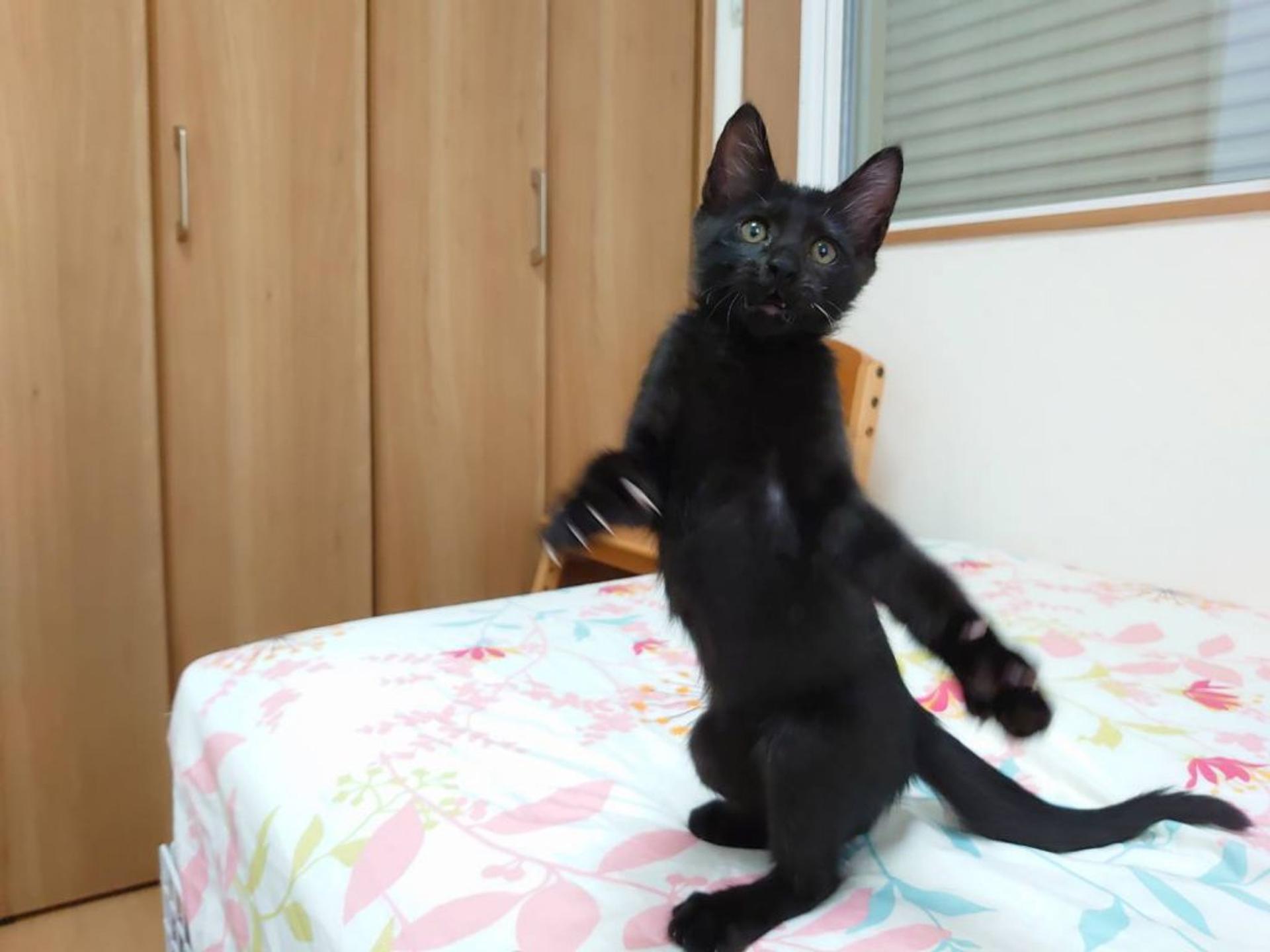 pet-image-4