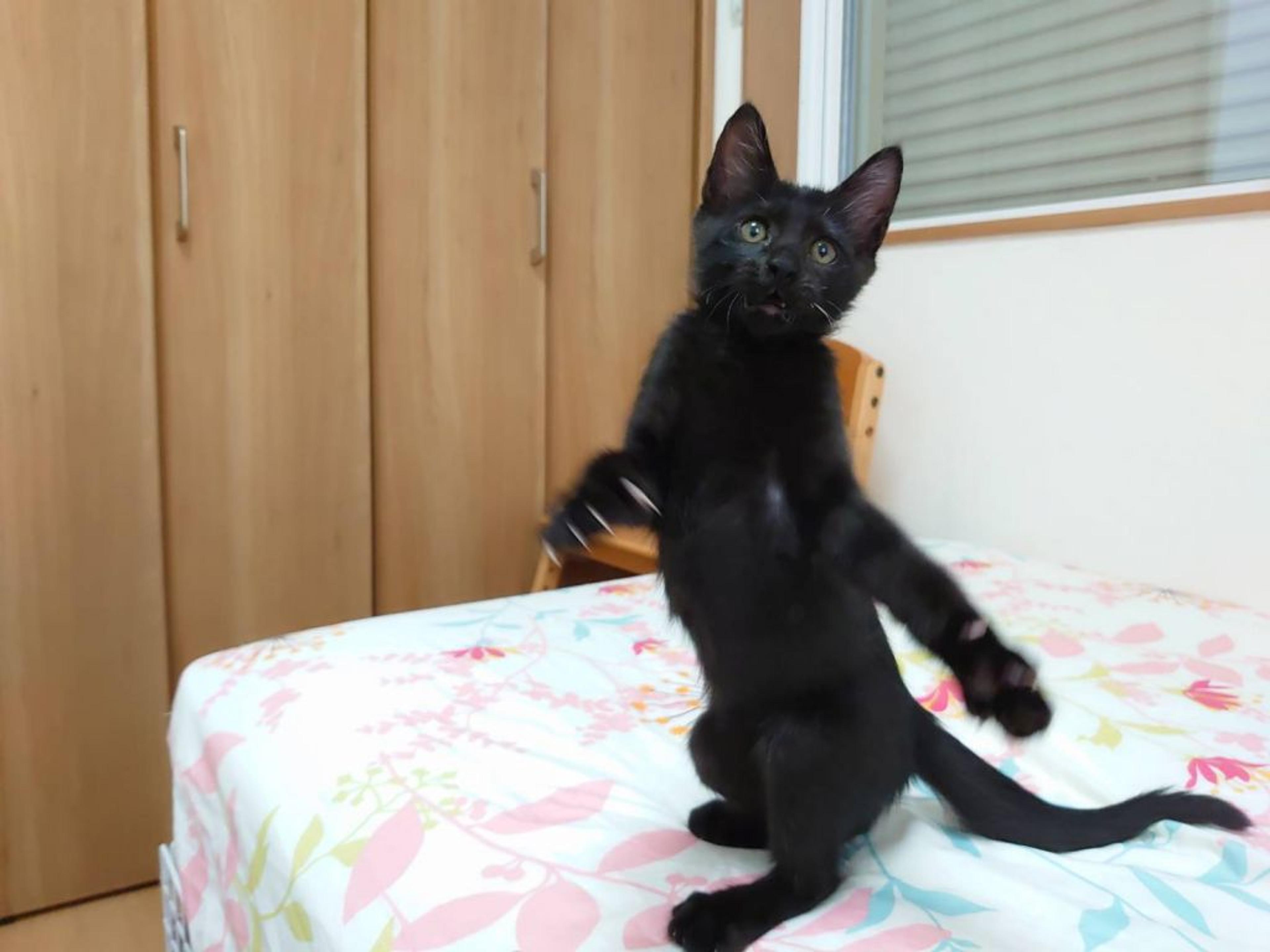 pet-image-4