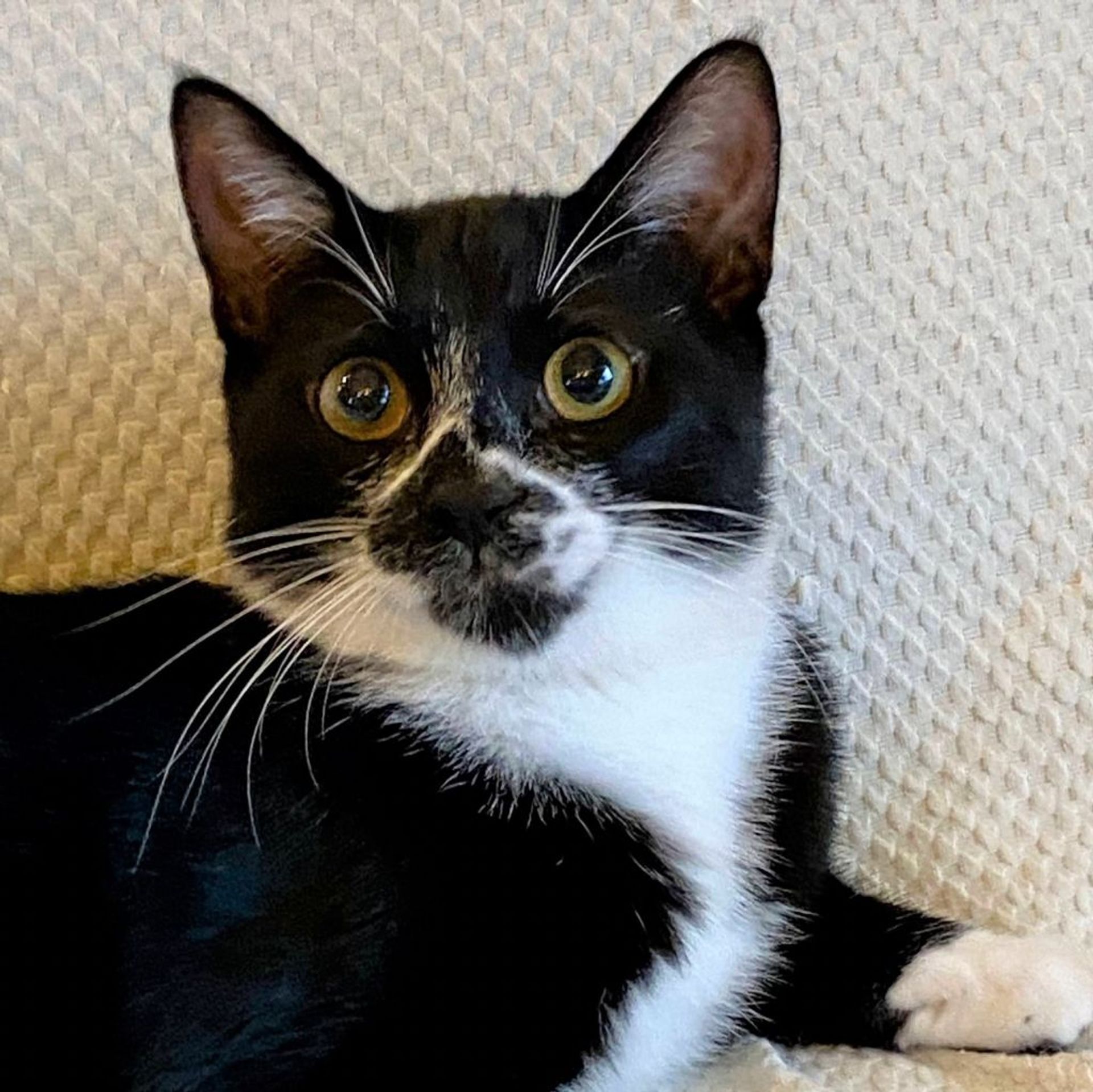 雑種（ミックス猫）・オスの里親募集の写真