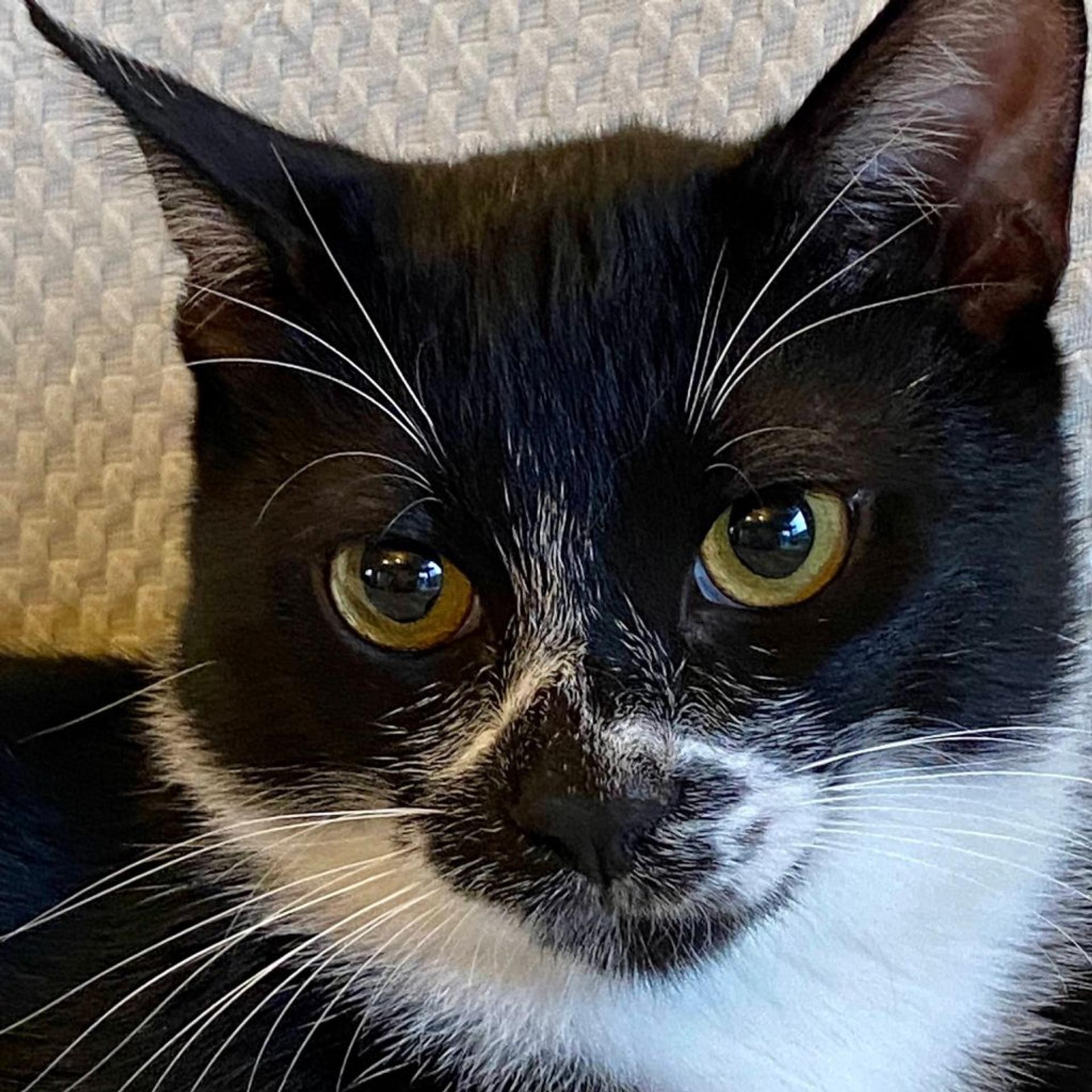 pet-image-3