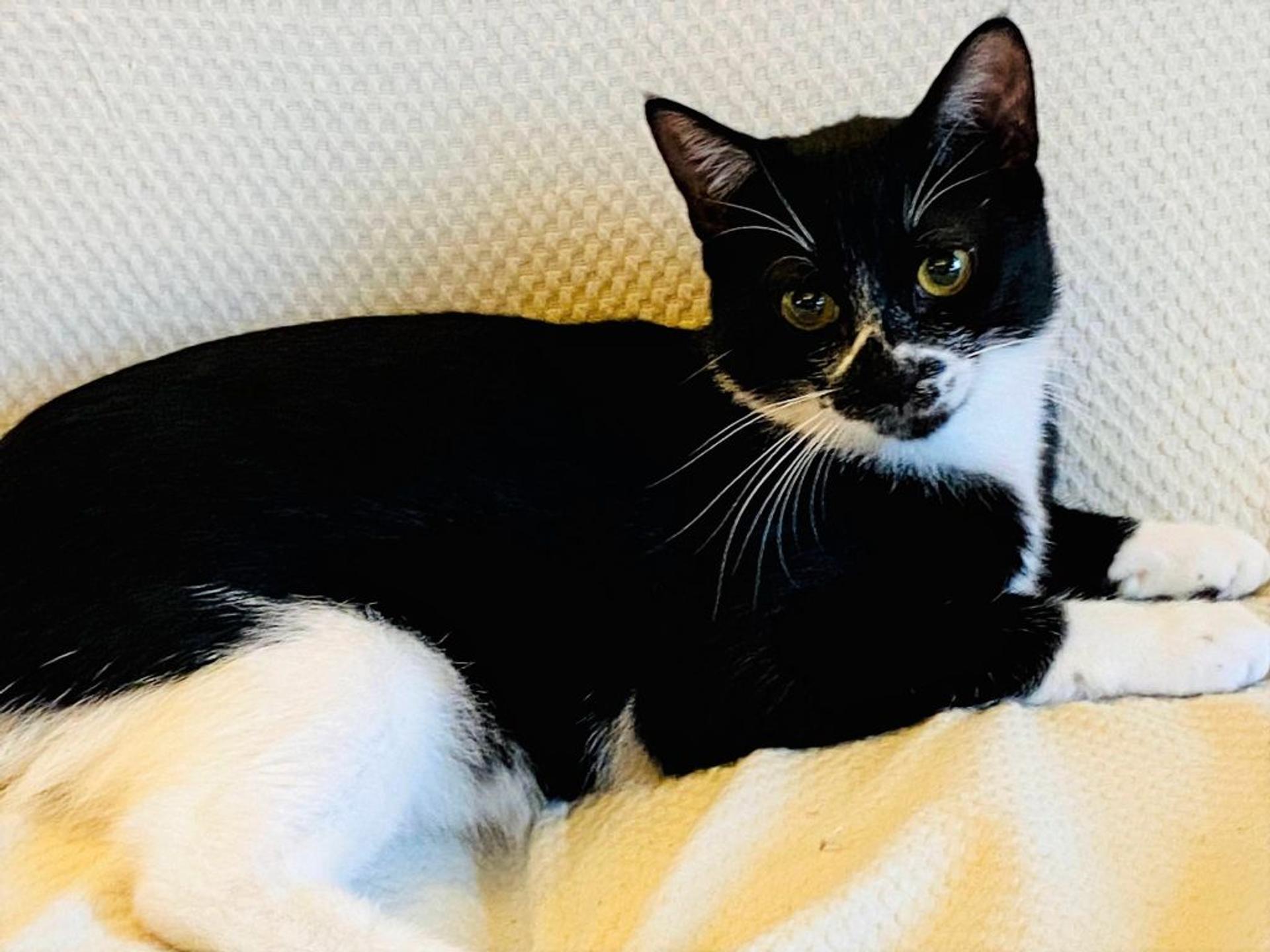 pet-image-5