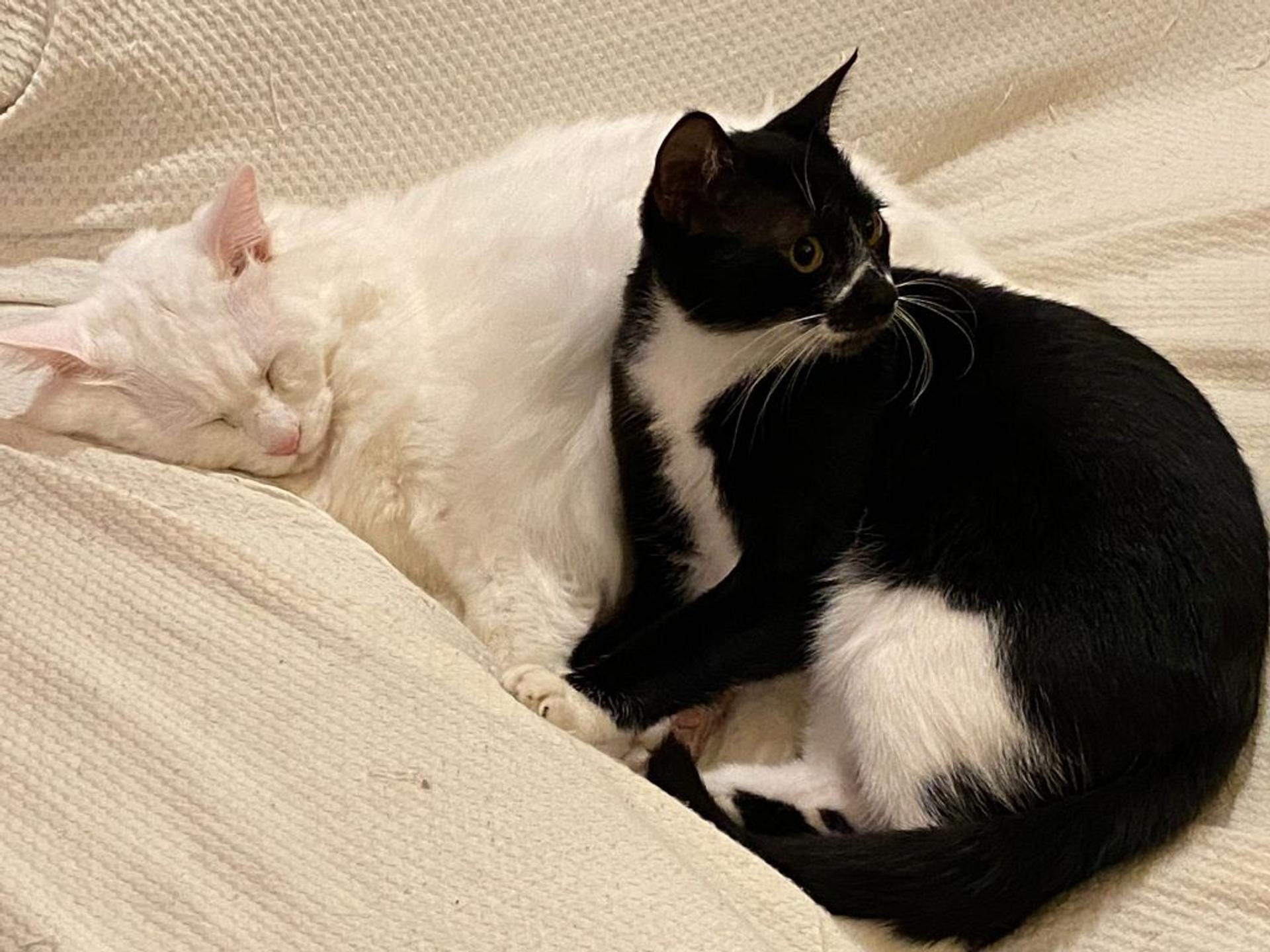 pet-image-8