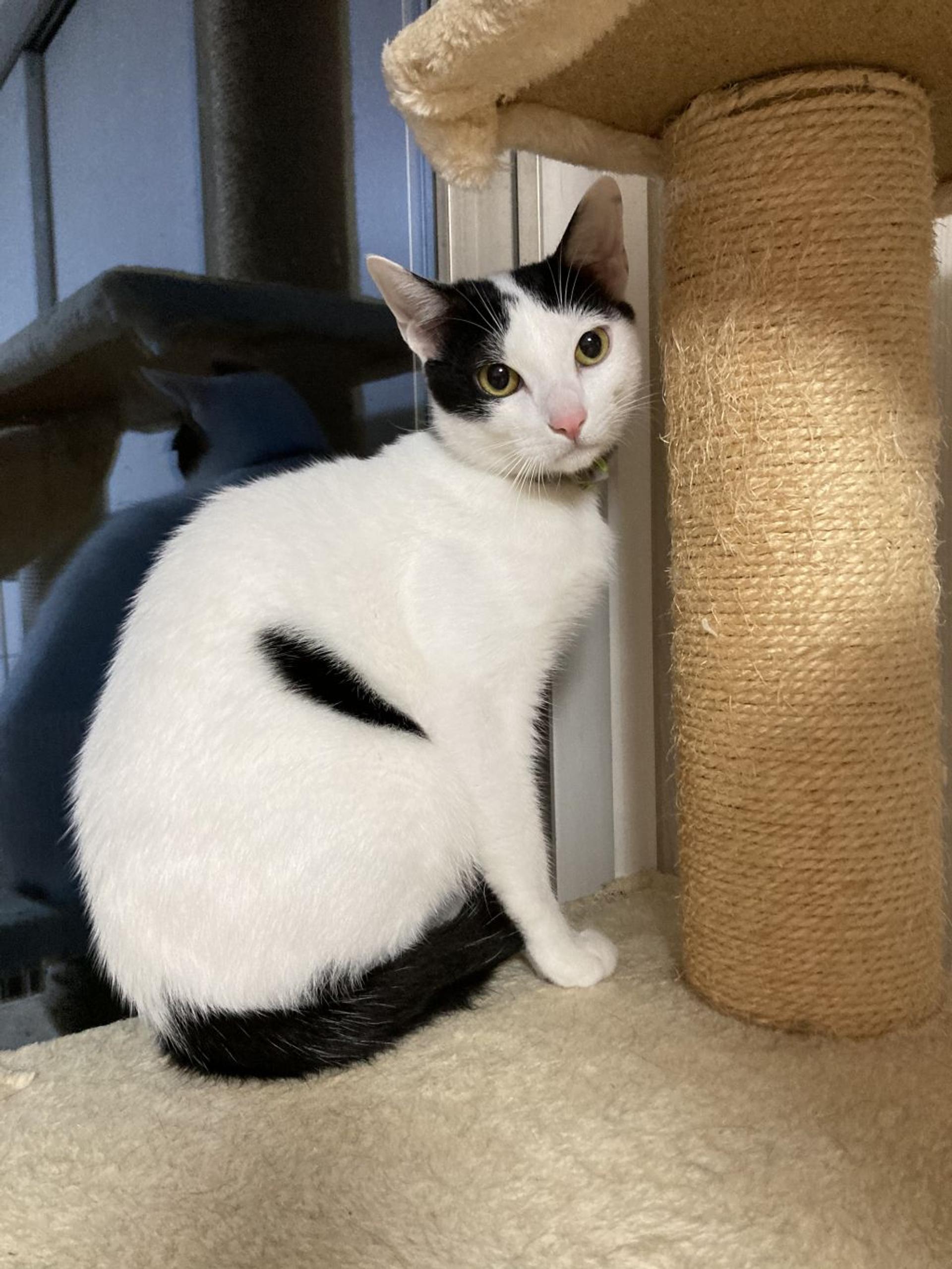 pet-image-2
