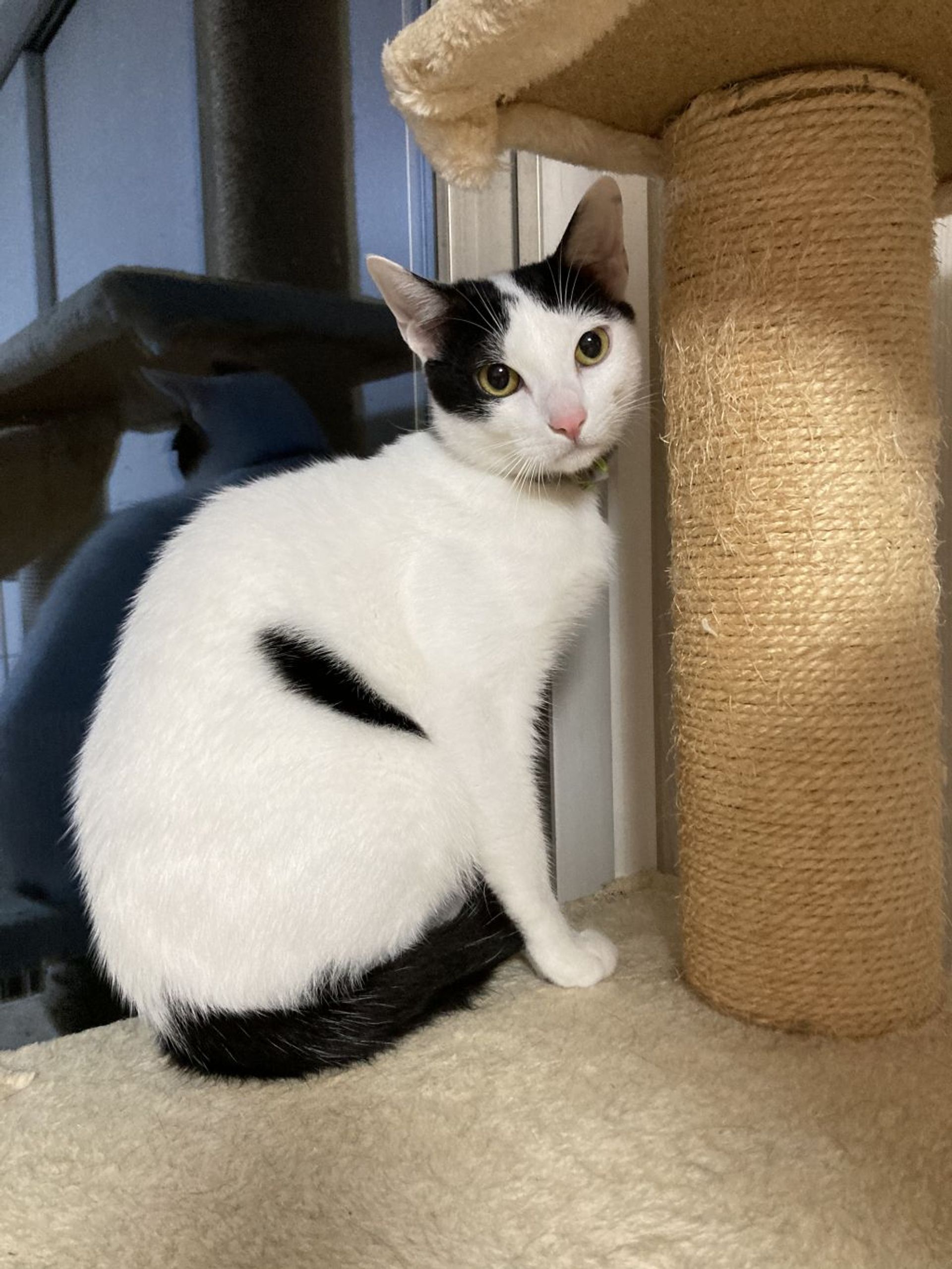 雑種（ミックス猫）・オスの里親募集の写真