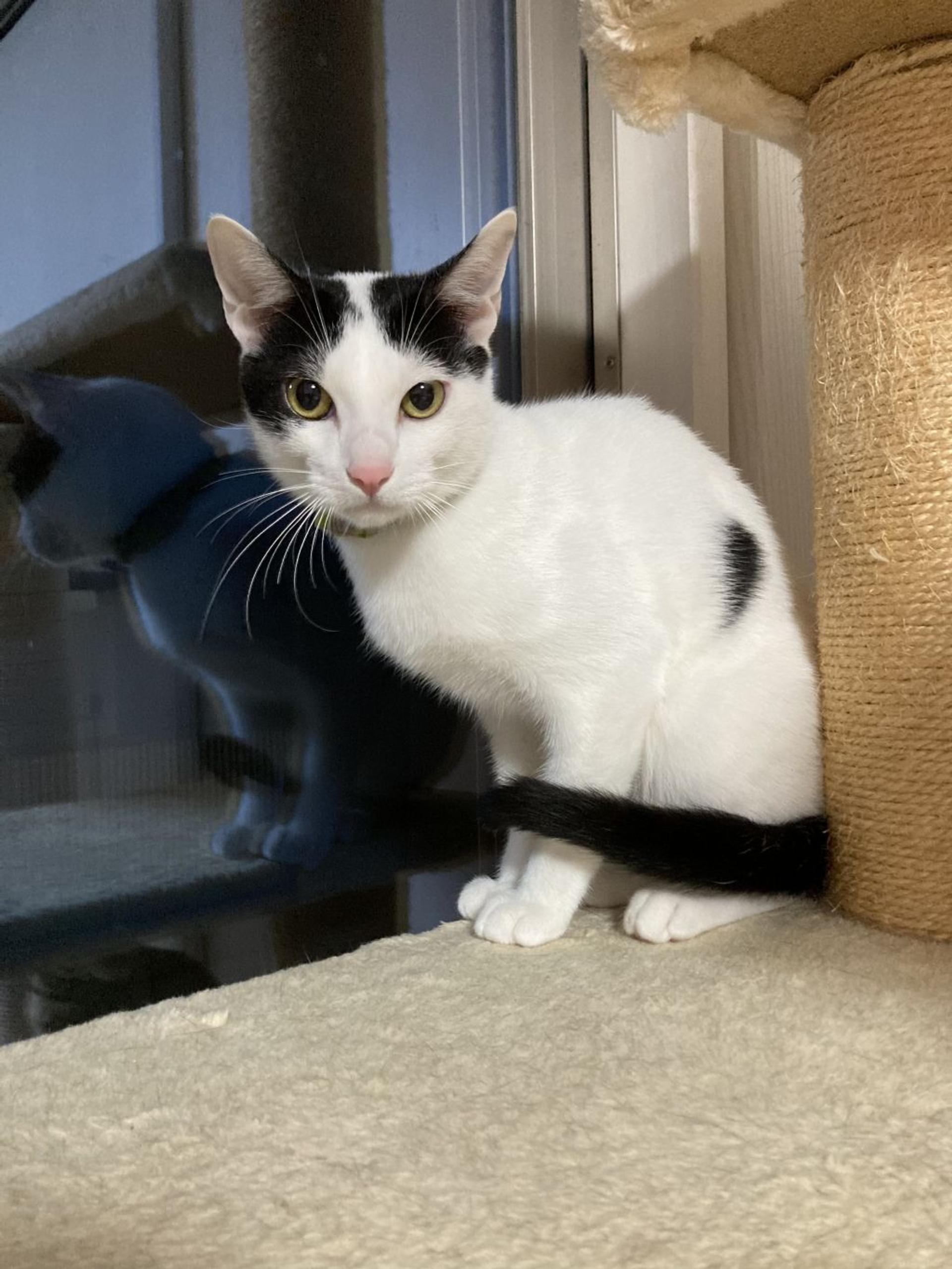 pet-image-3