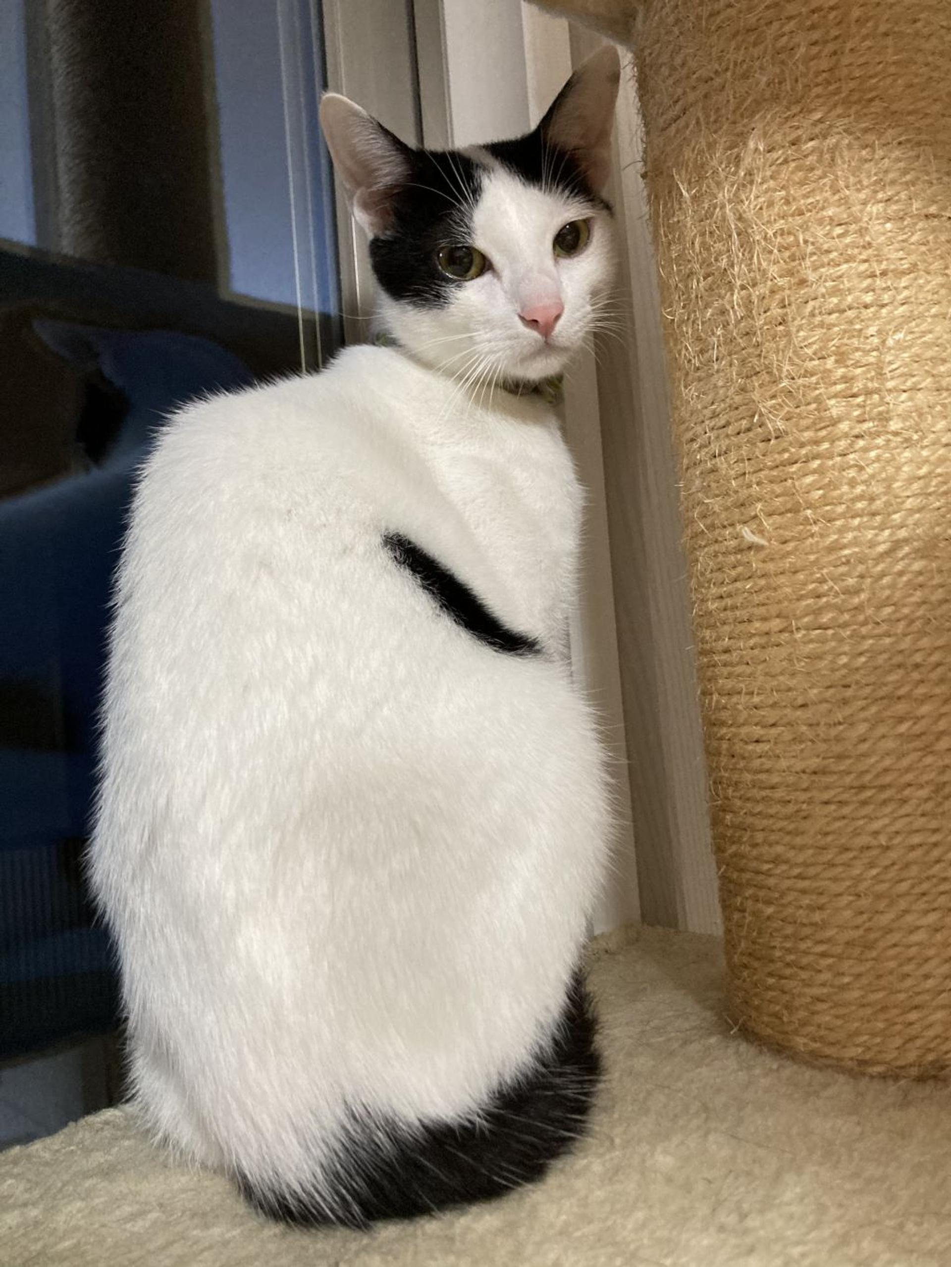 pet-image-5