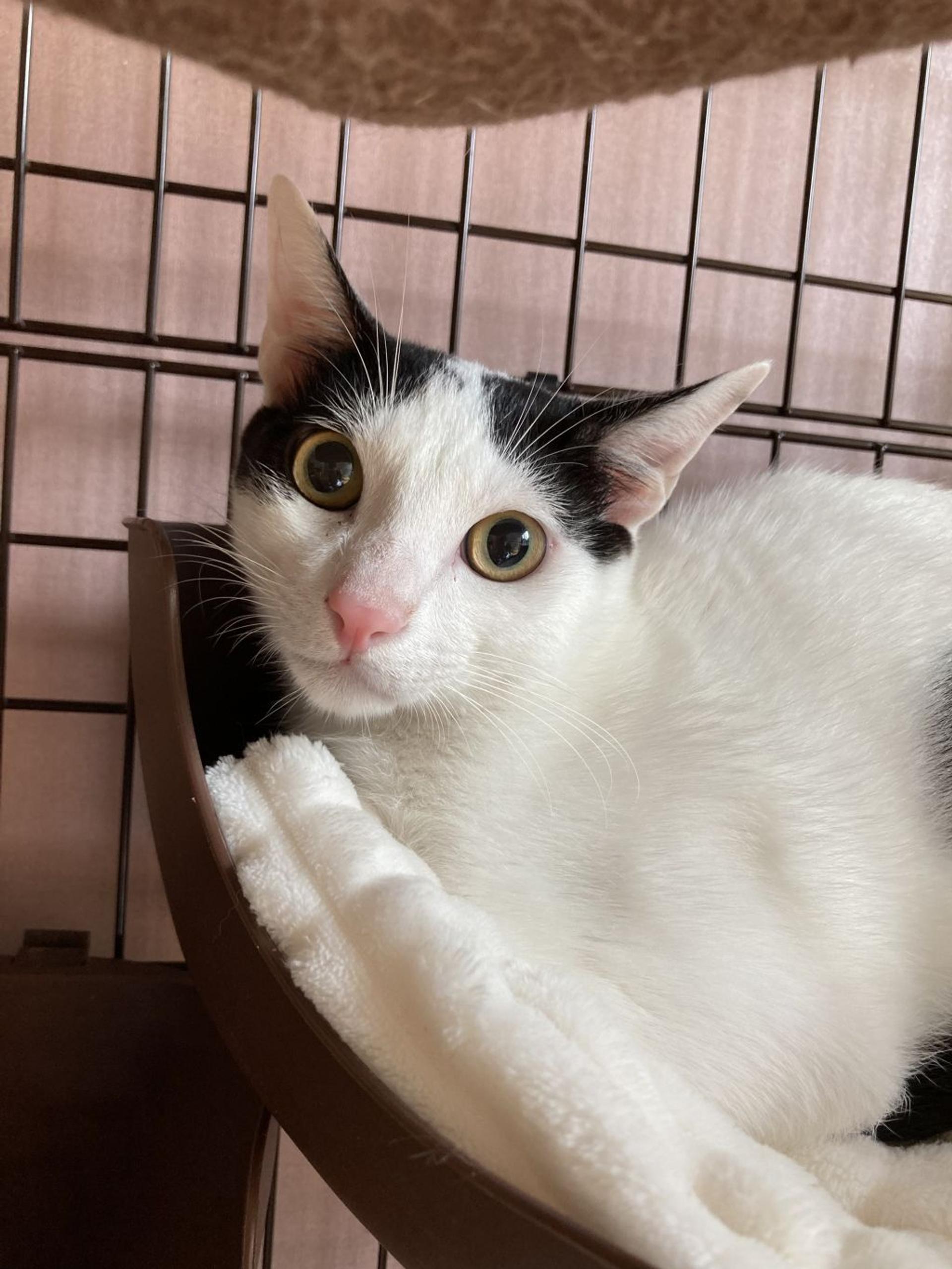 pet-image-6