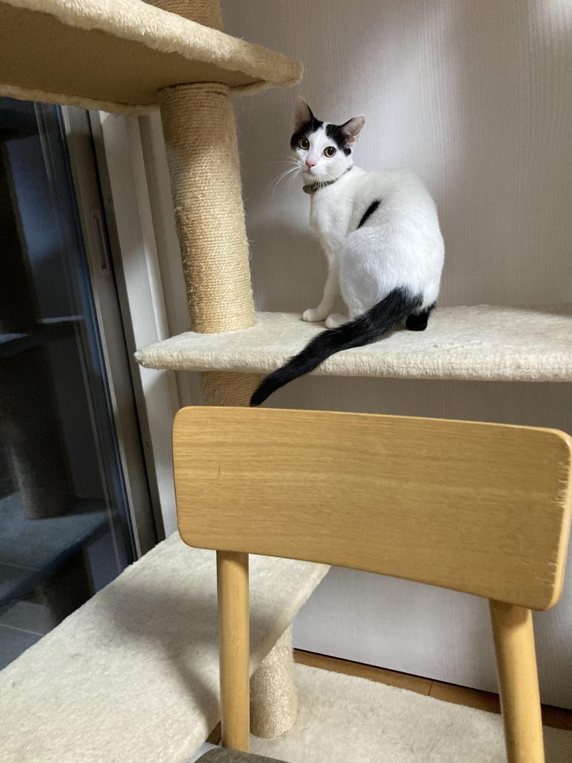 pet-image-7