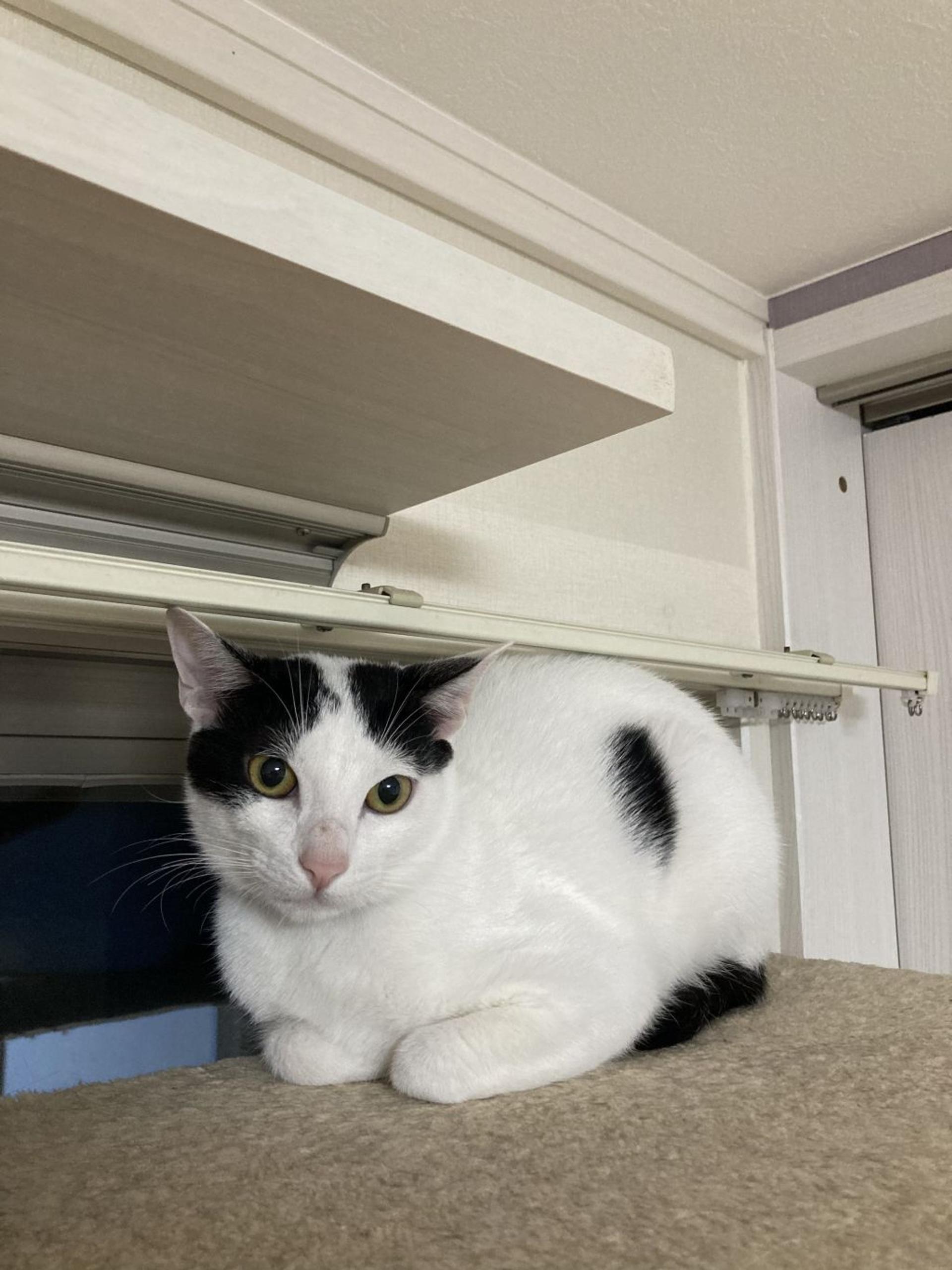 pet-image-9
