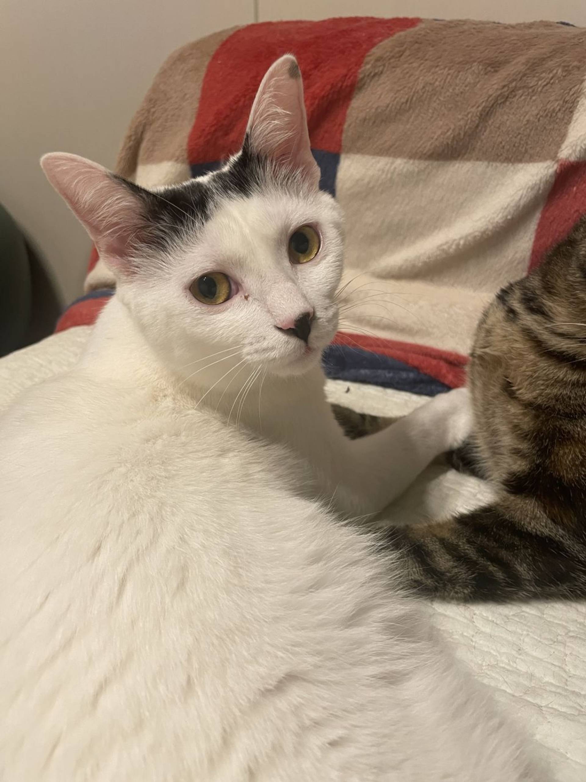 雑種（ミックス猫）・オスの里親募集の写真