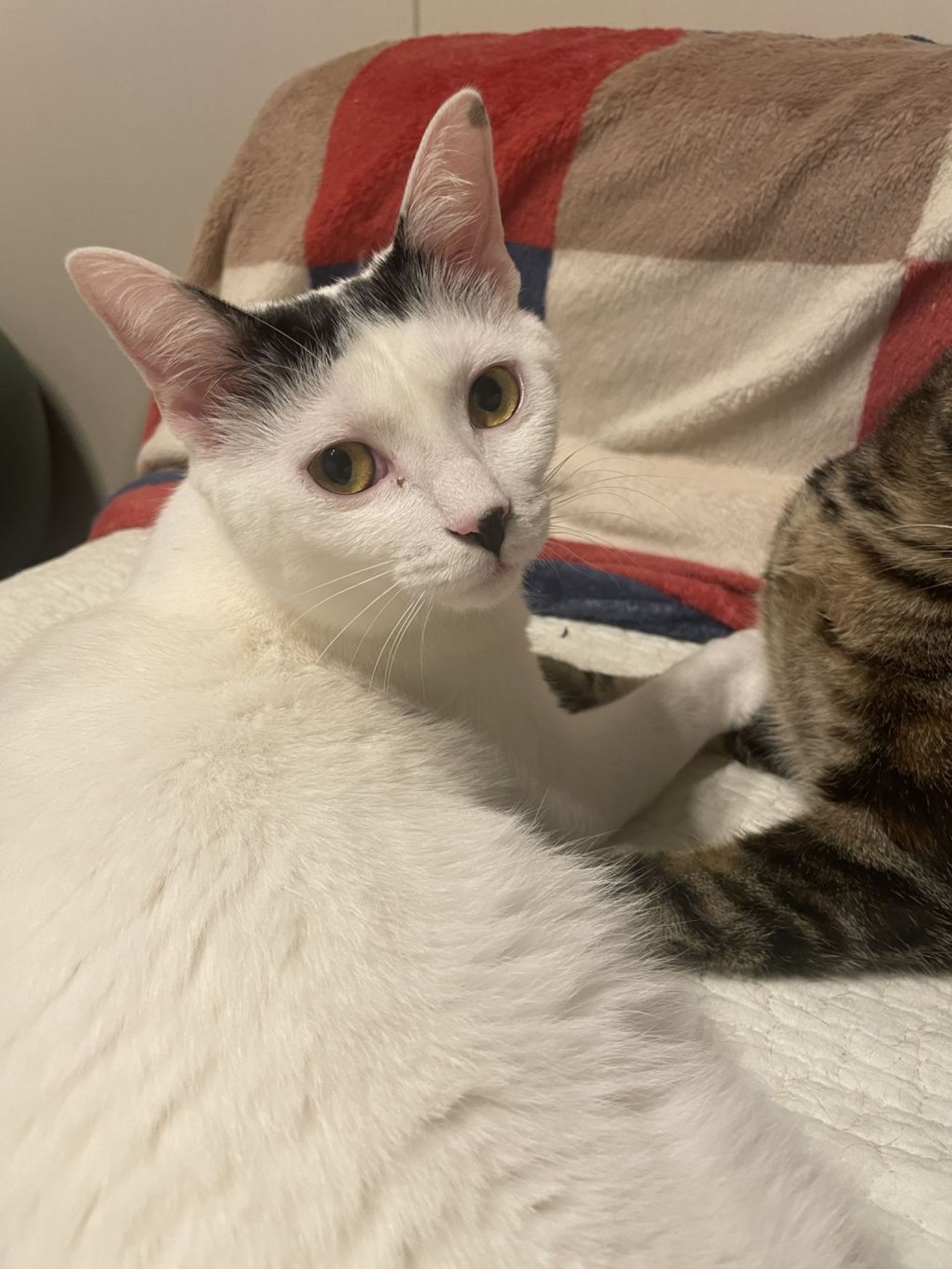 雑種（ミックス猫）・オスの里親募集の写真