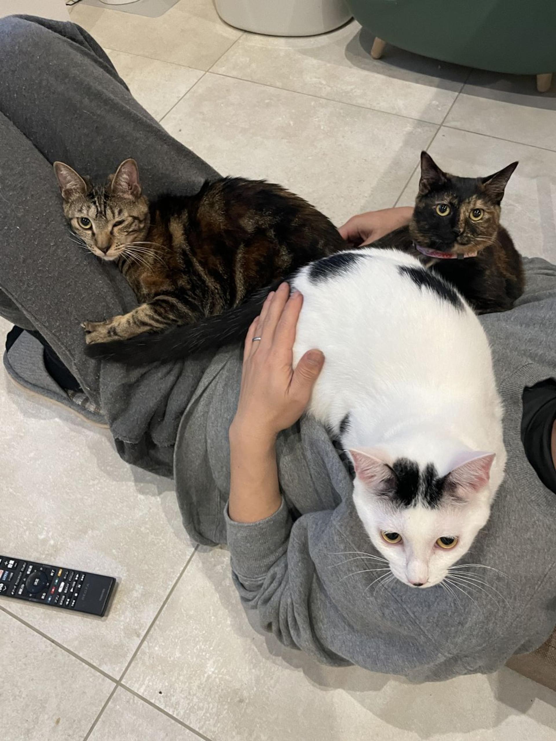 pet-image-3