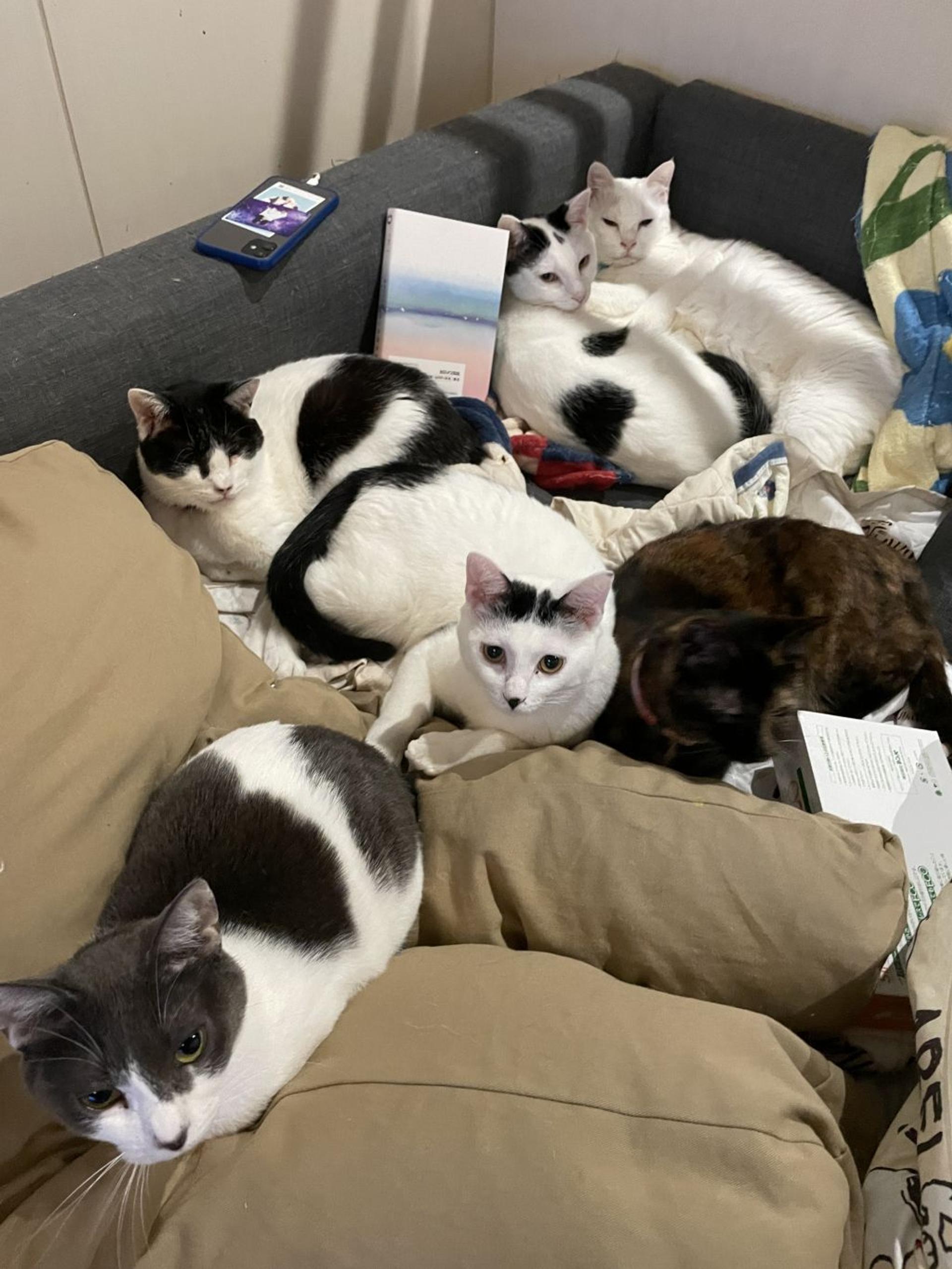 pet-image-4