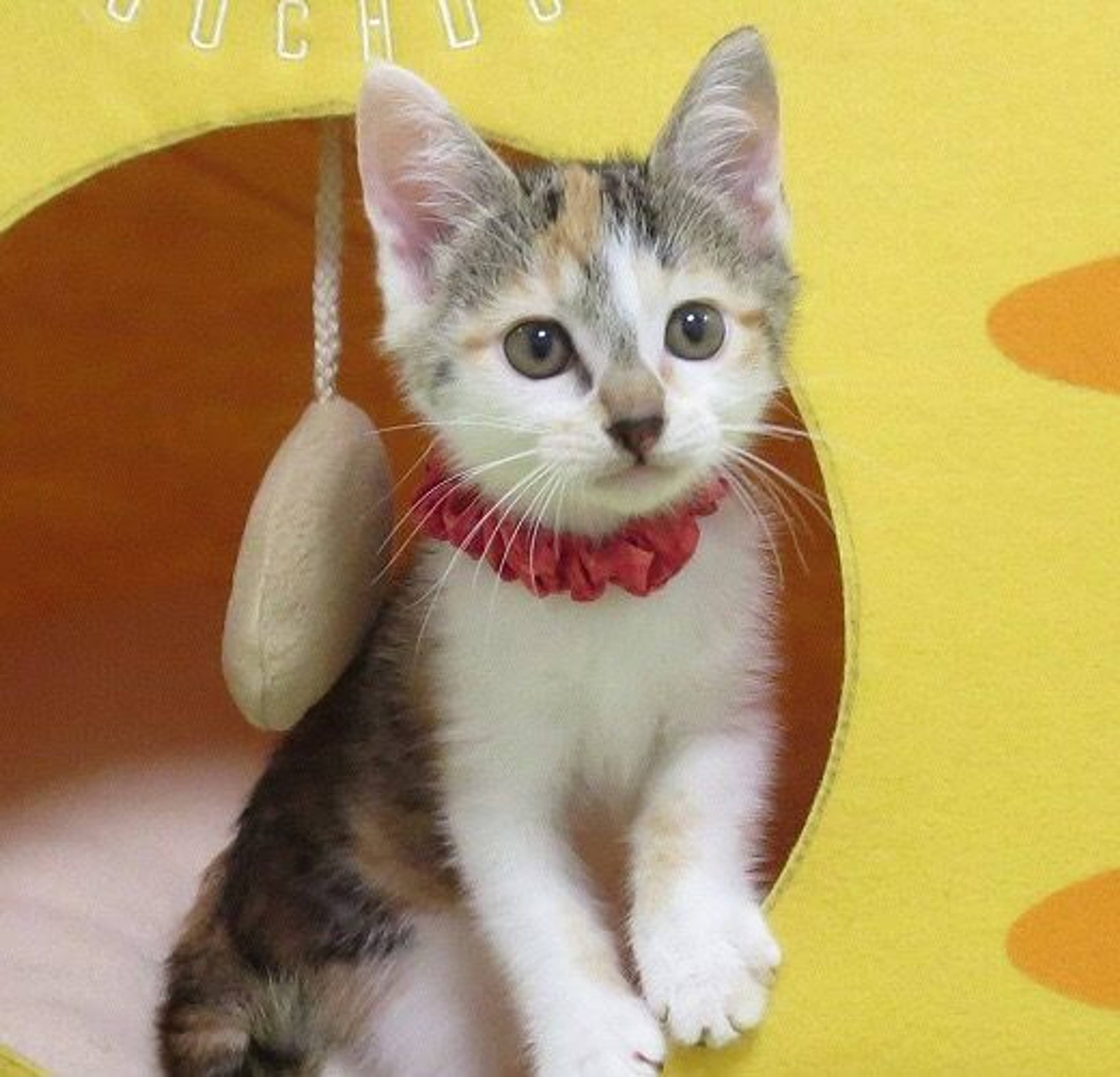 雑種（ミックス猫）・メスの里親募集の写真