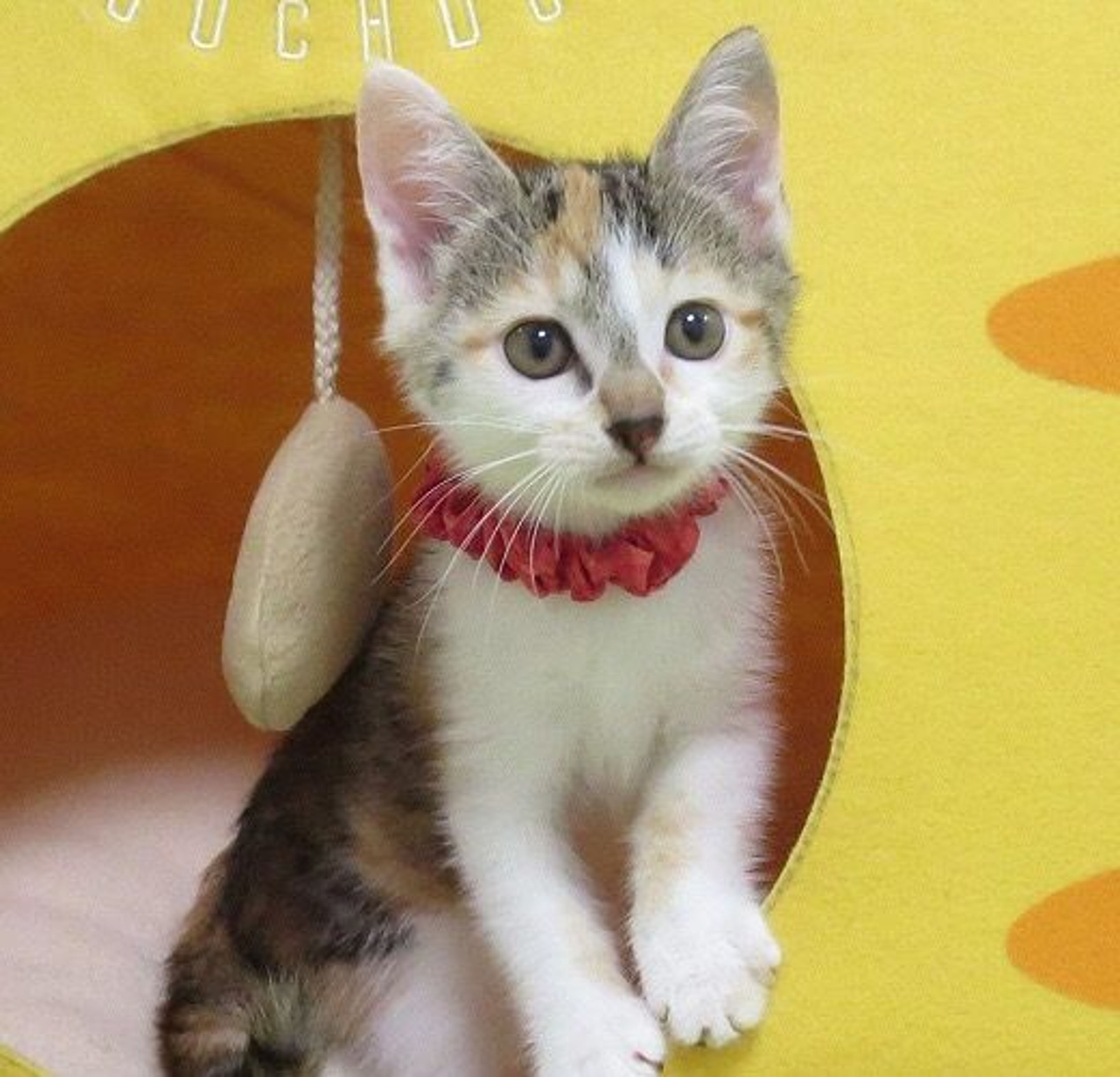 雑種（ミックス猫）・メスの里親募集の写真