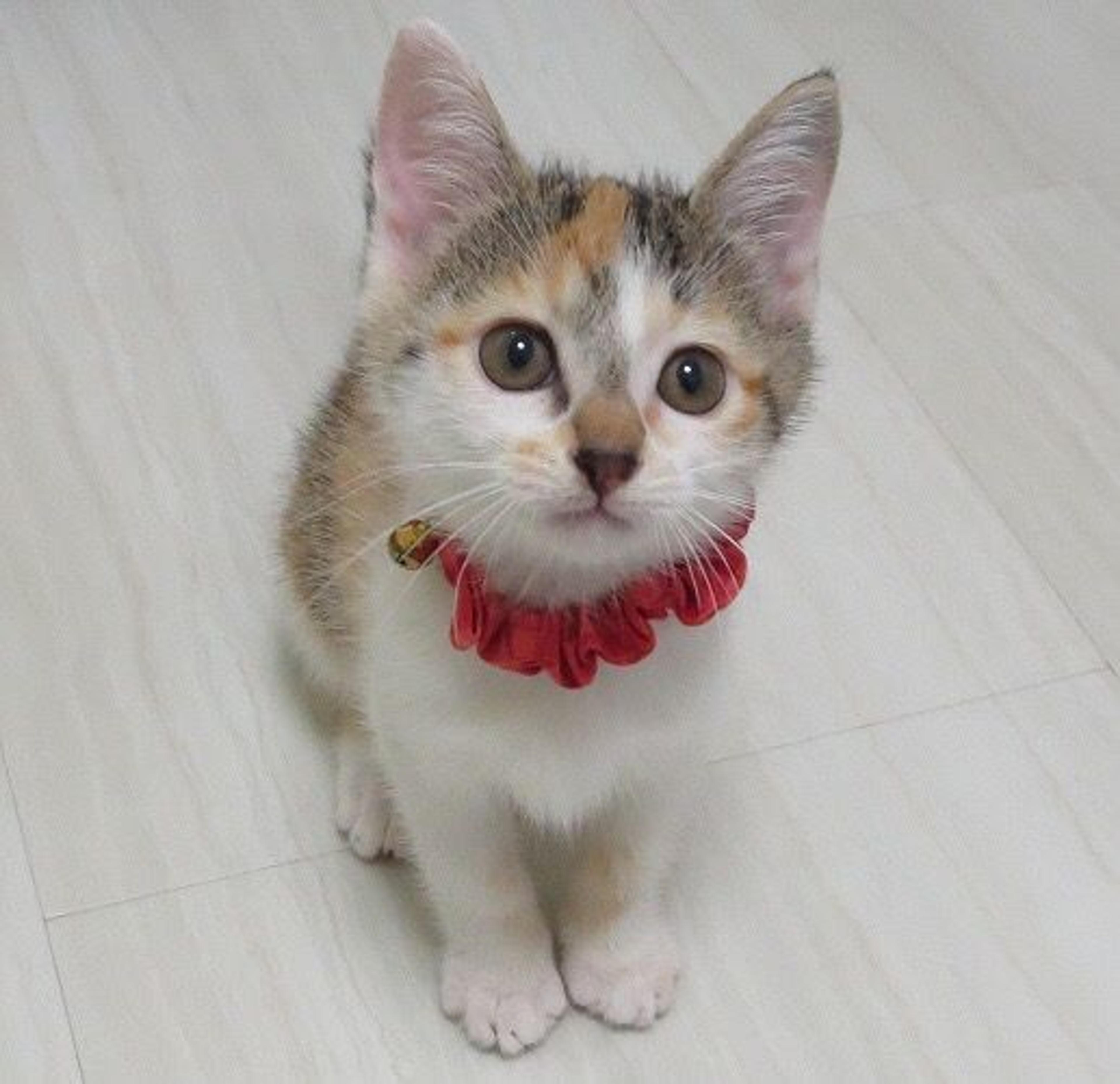 pet-image-2