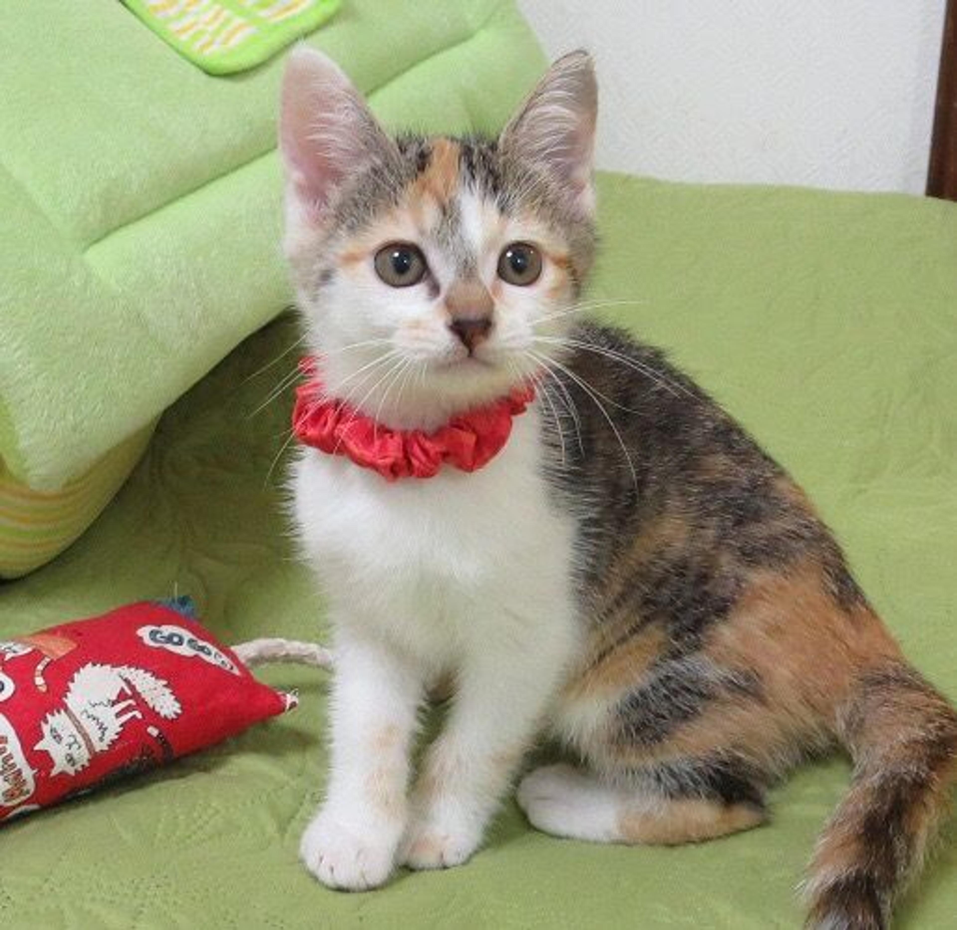 pet-image-3