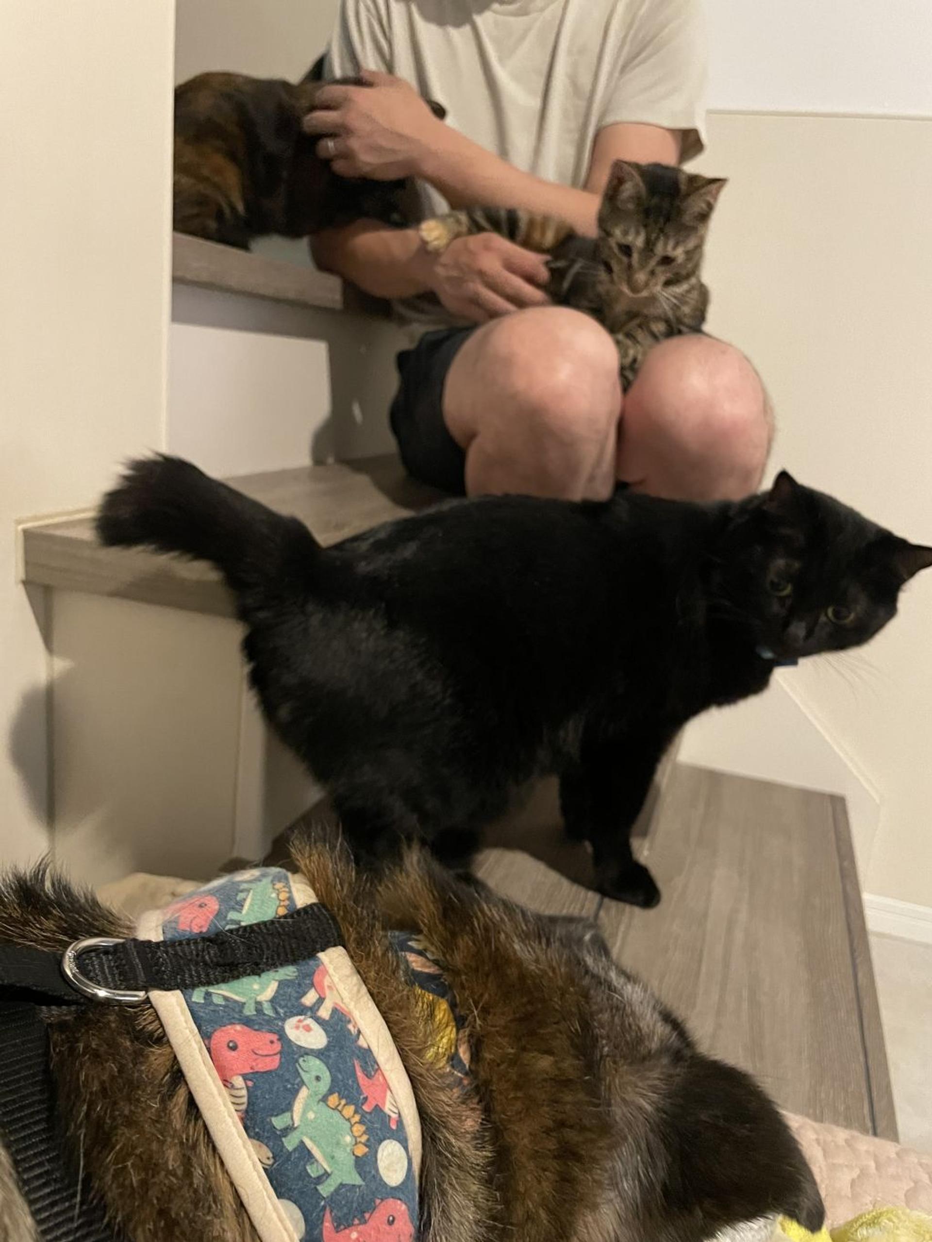 pet-image-5