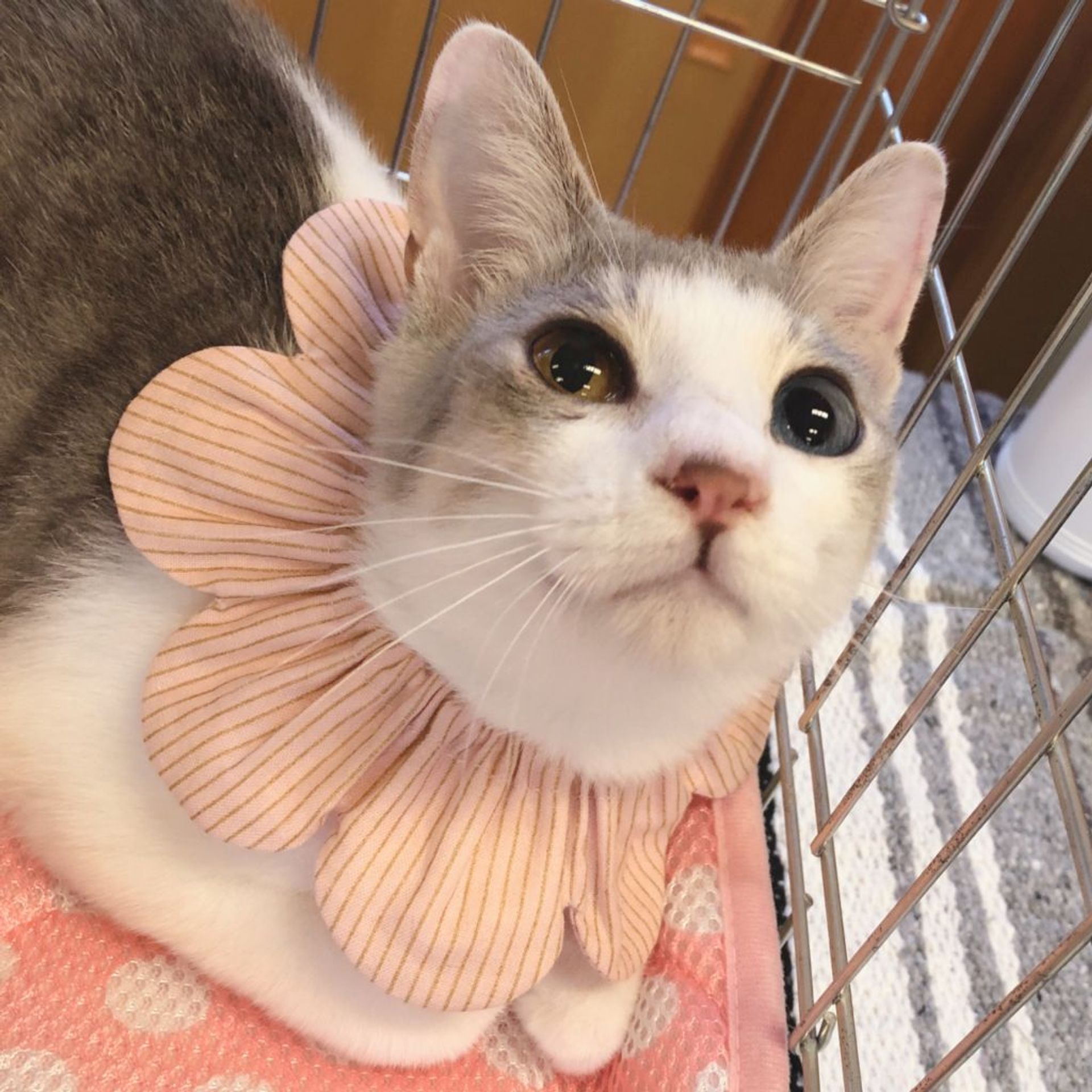 雑種（ミックス猫）・メスの里親募集の写真
