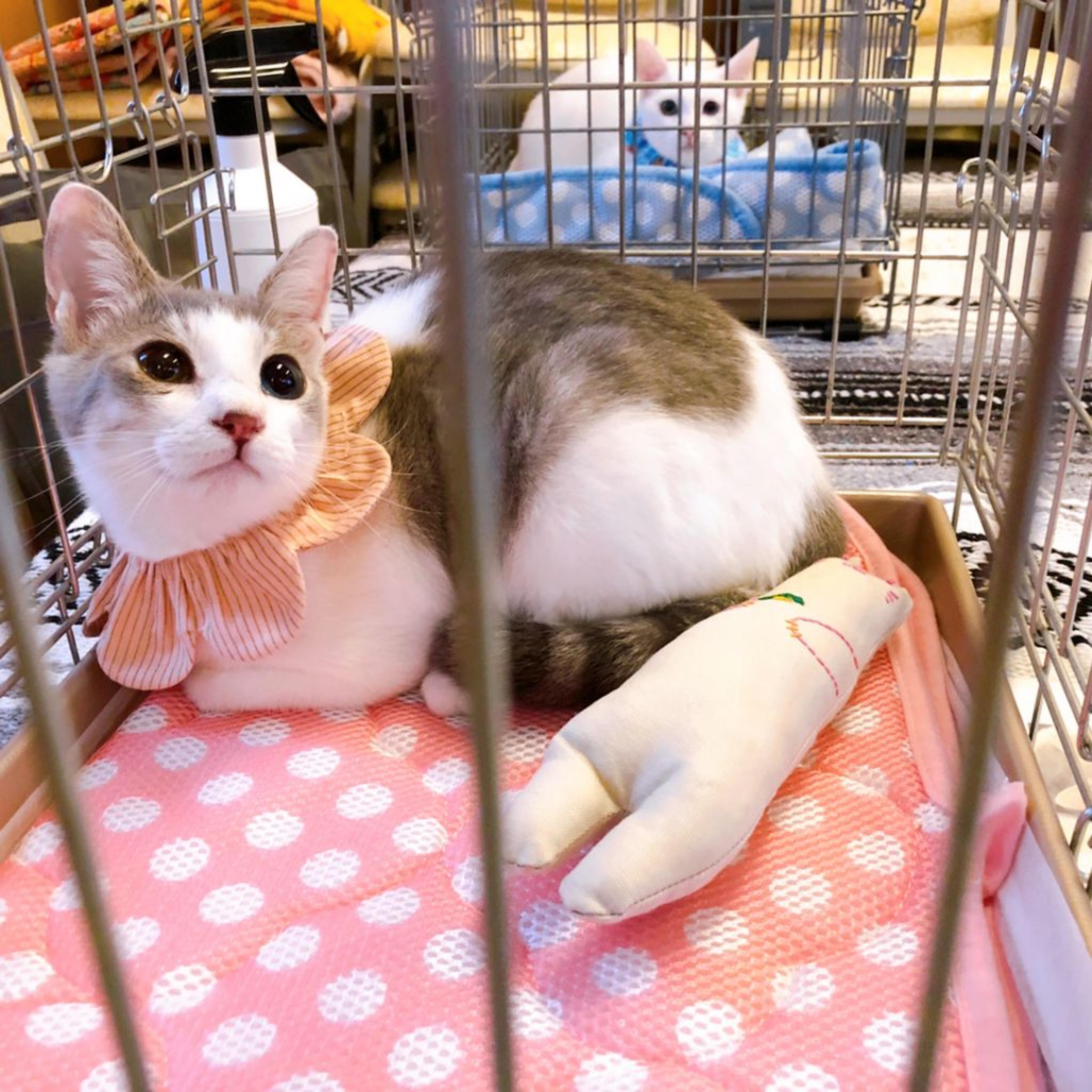 pet-image-2