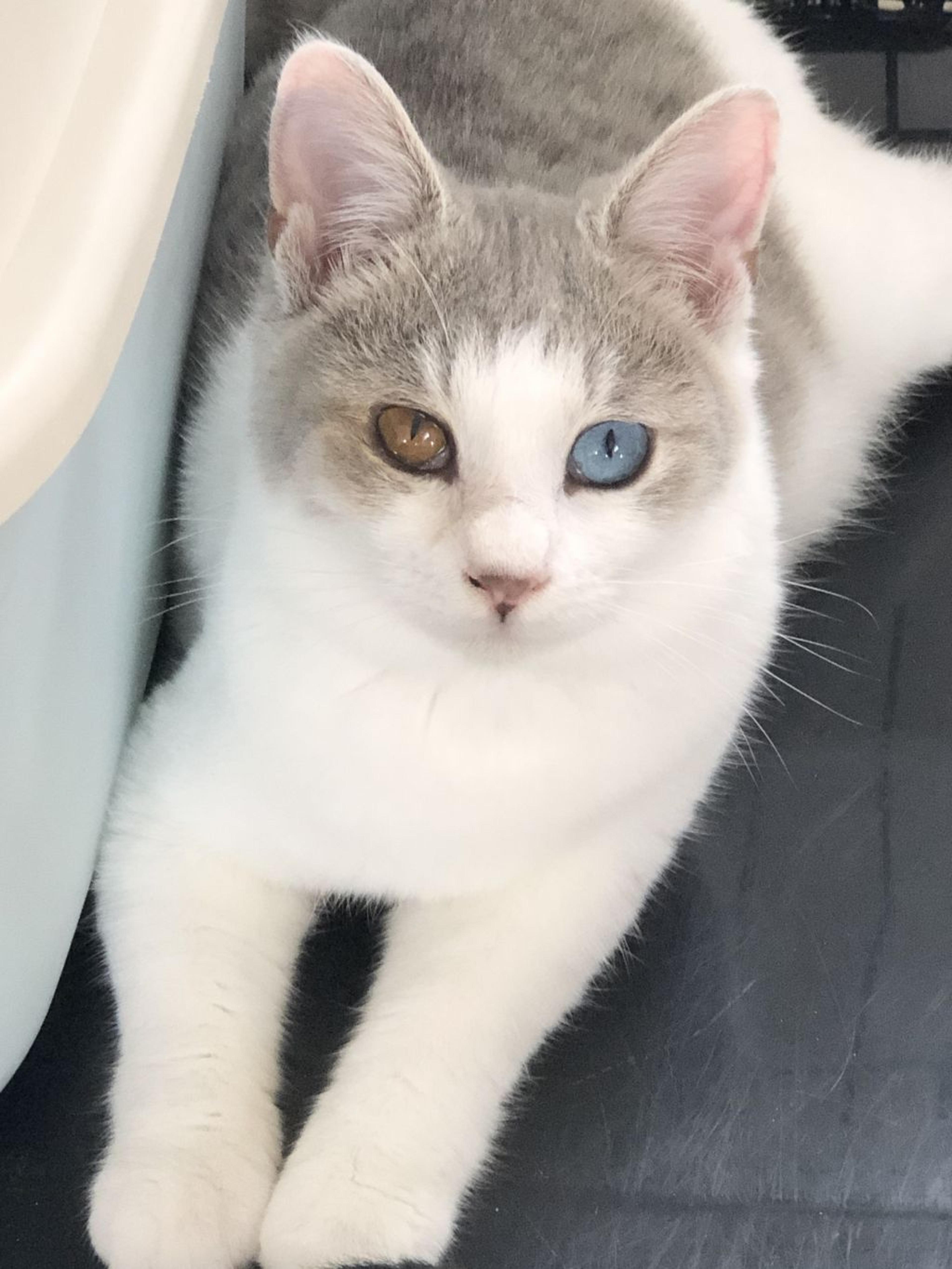 pet-image-4