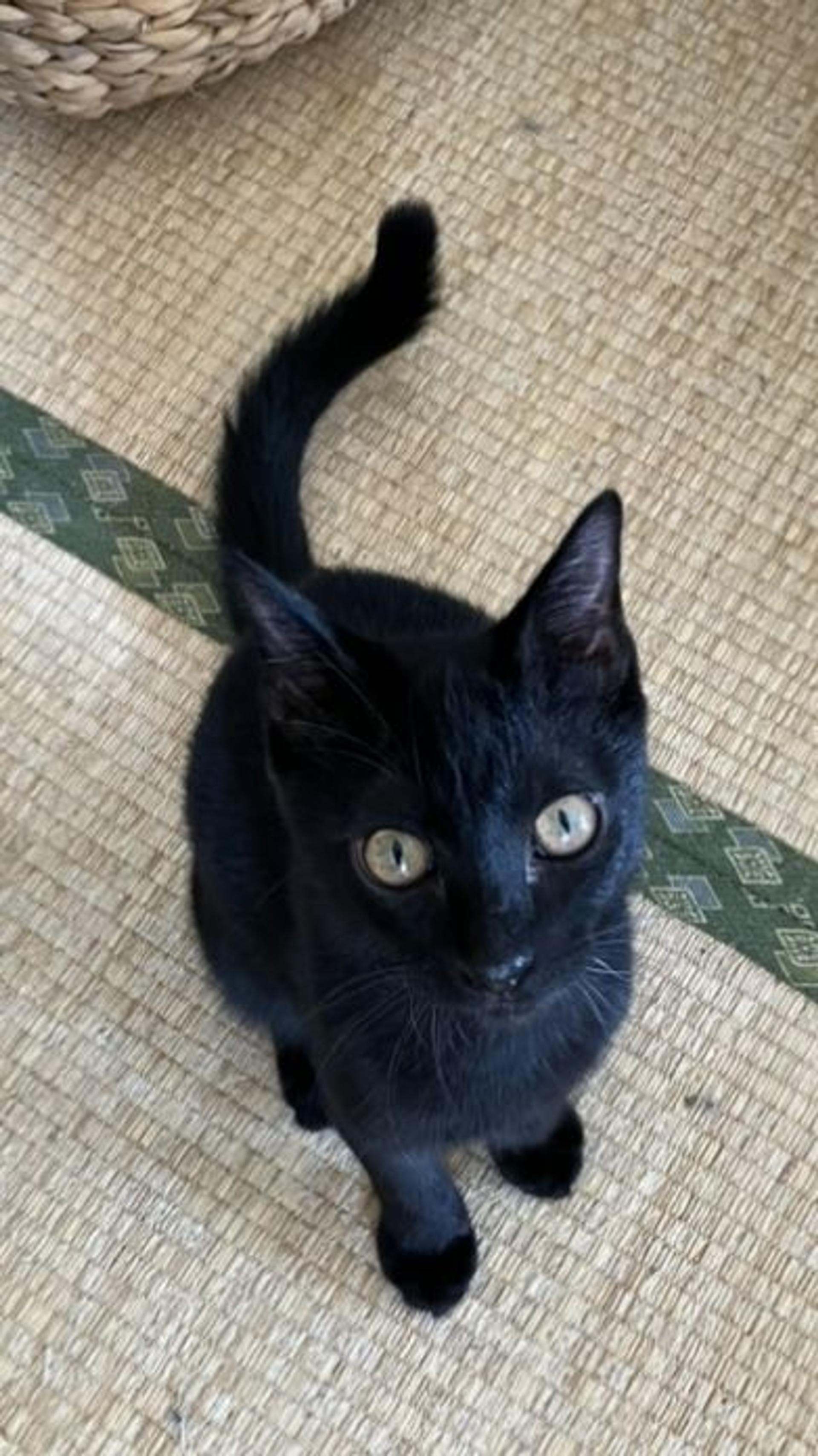 pet-image-2