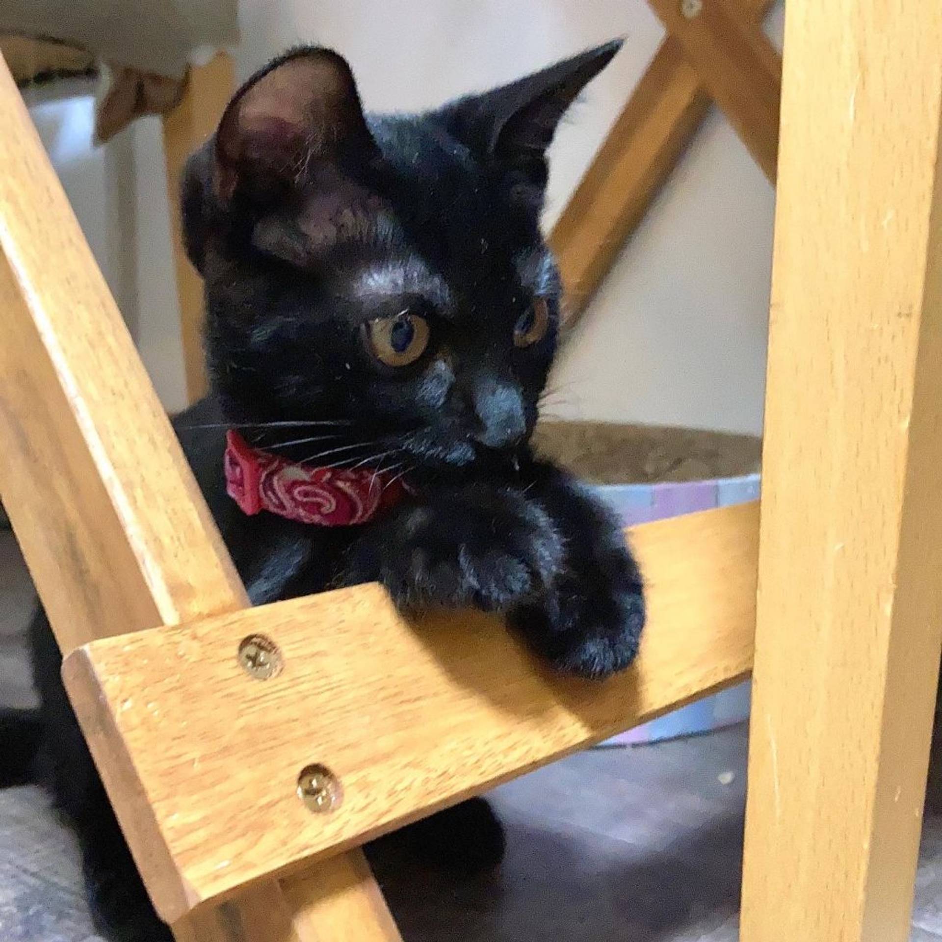 雑種（ミックス猫）・メスの里親募集の写真