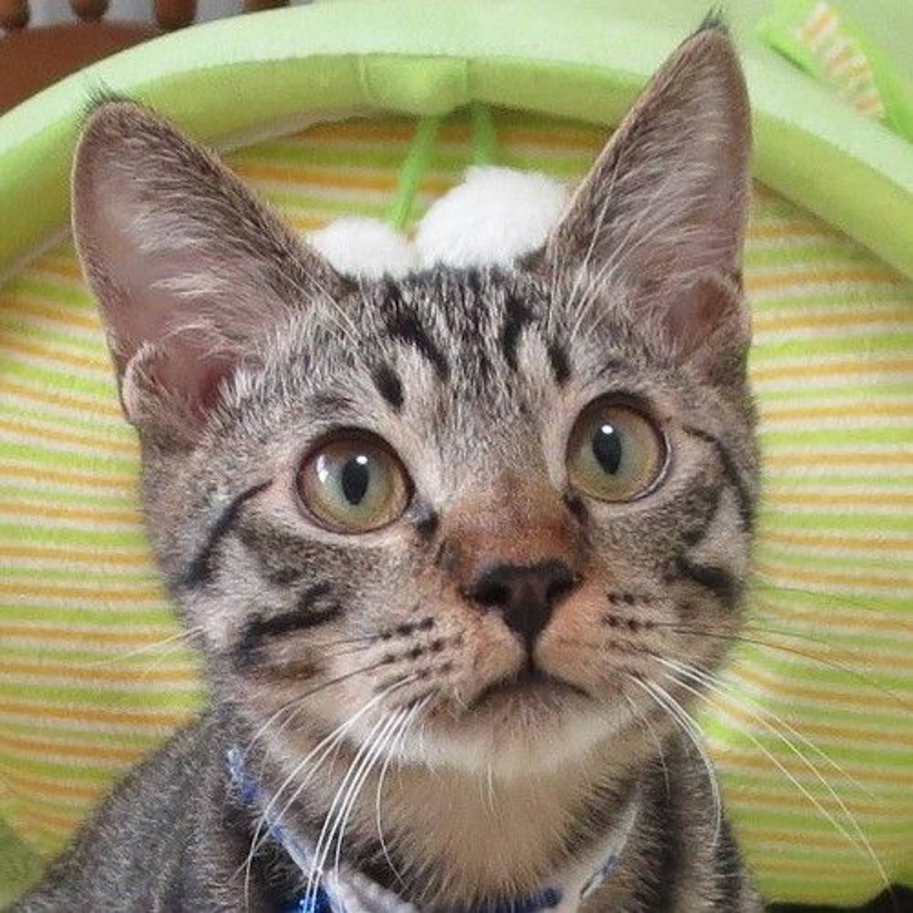 雑種（ミックス猫）・オスの里親募集の写真