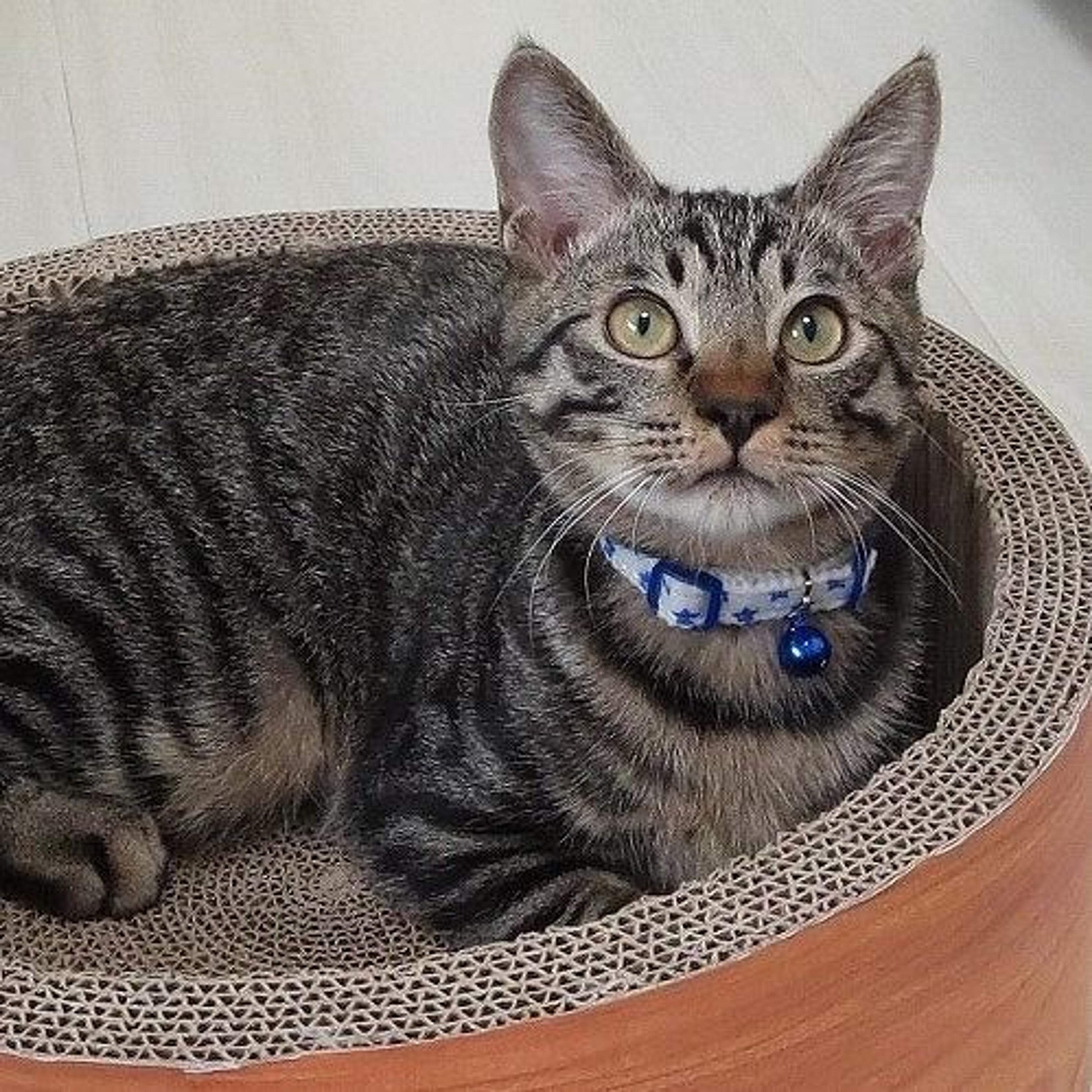 pet-image-2
